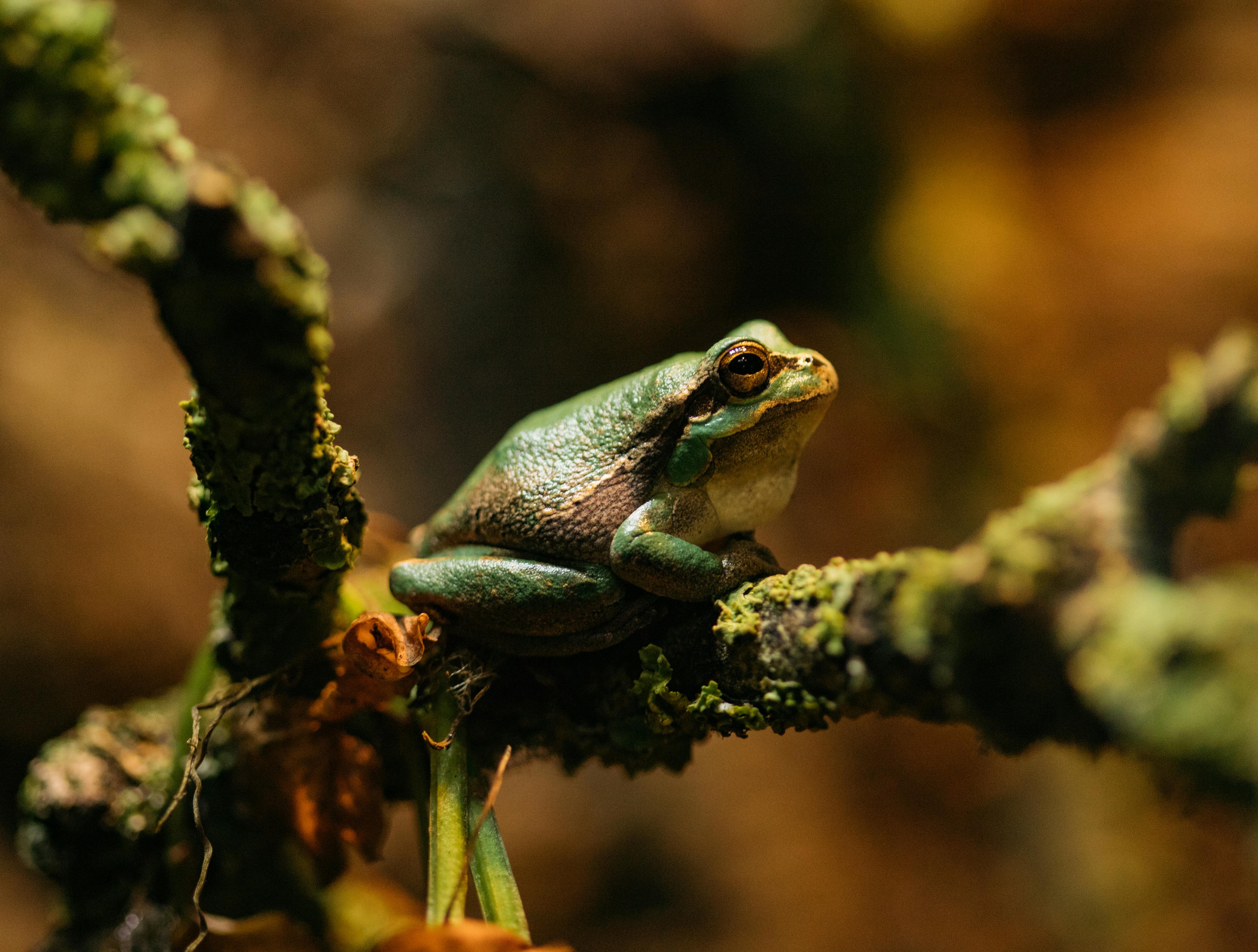 White Lipped Frog Standing In The Branch Stock Photo - Download