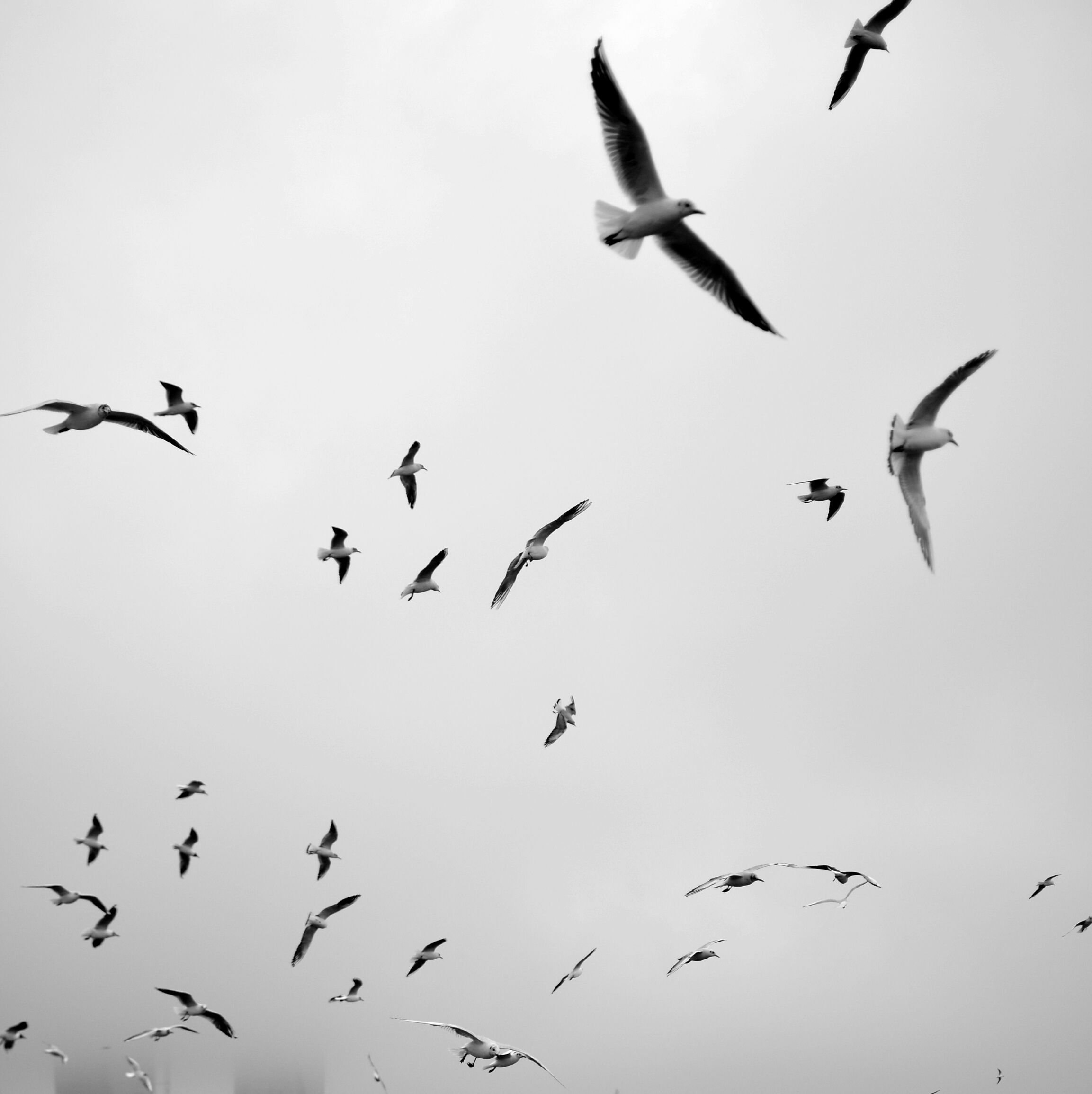 Black and White Flock of Seagulls in Flight · Free Stock Photo