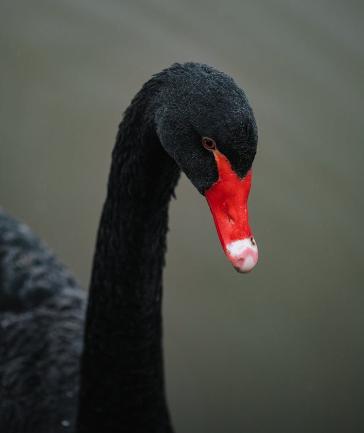 Gorgeous Black Swan In Lake Water