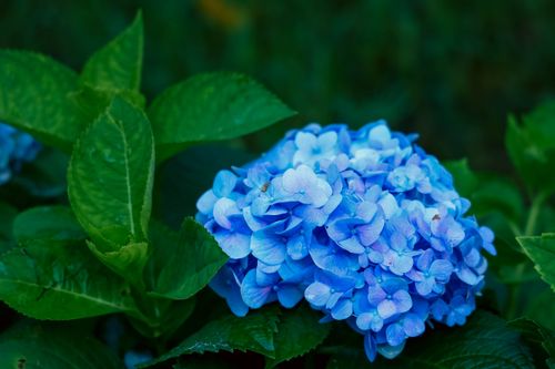 Free Close-up of a bright blue hydrangea flower surrounded by green leaves, capturing the essence of summer. Stock Photo