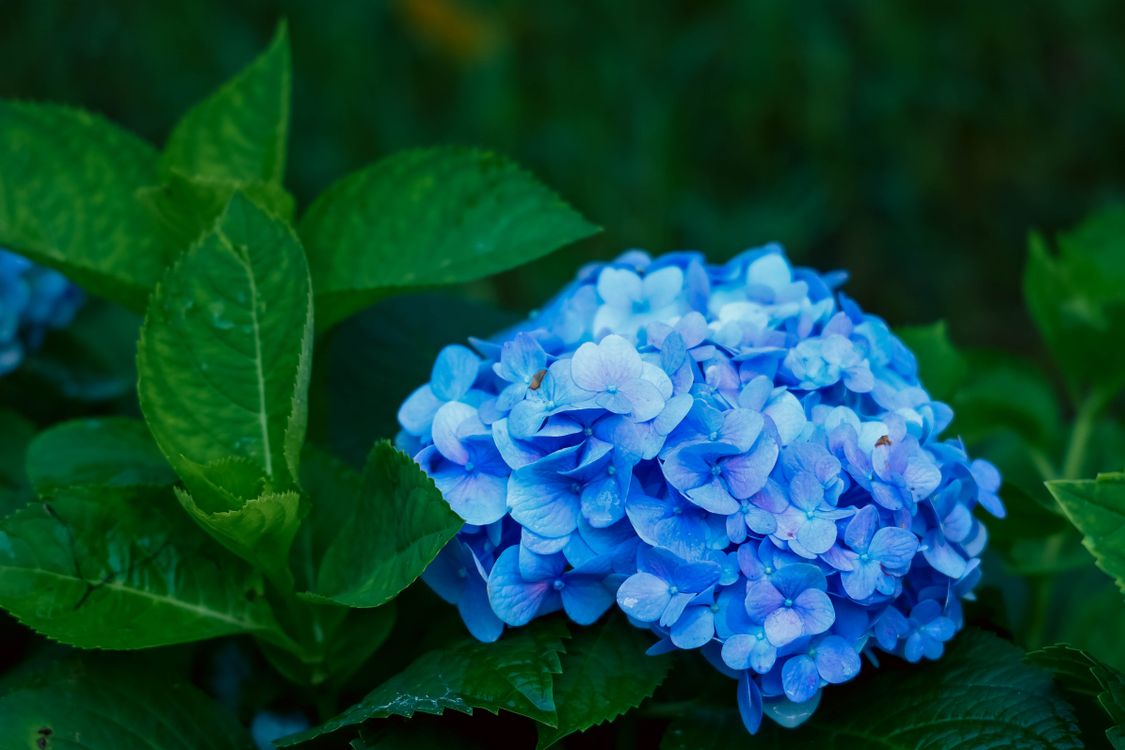 Vibrant Blue Hydrangea Bloom in Lush Greenery · Free Stock Photo