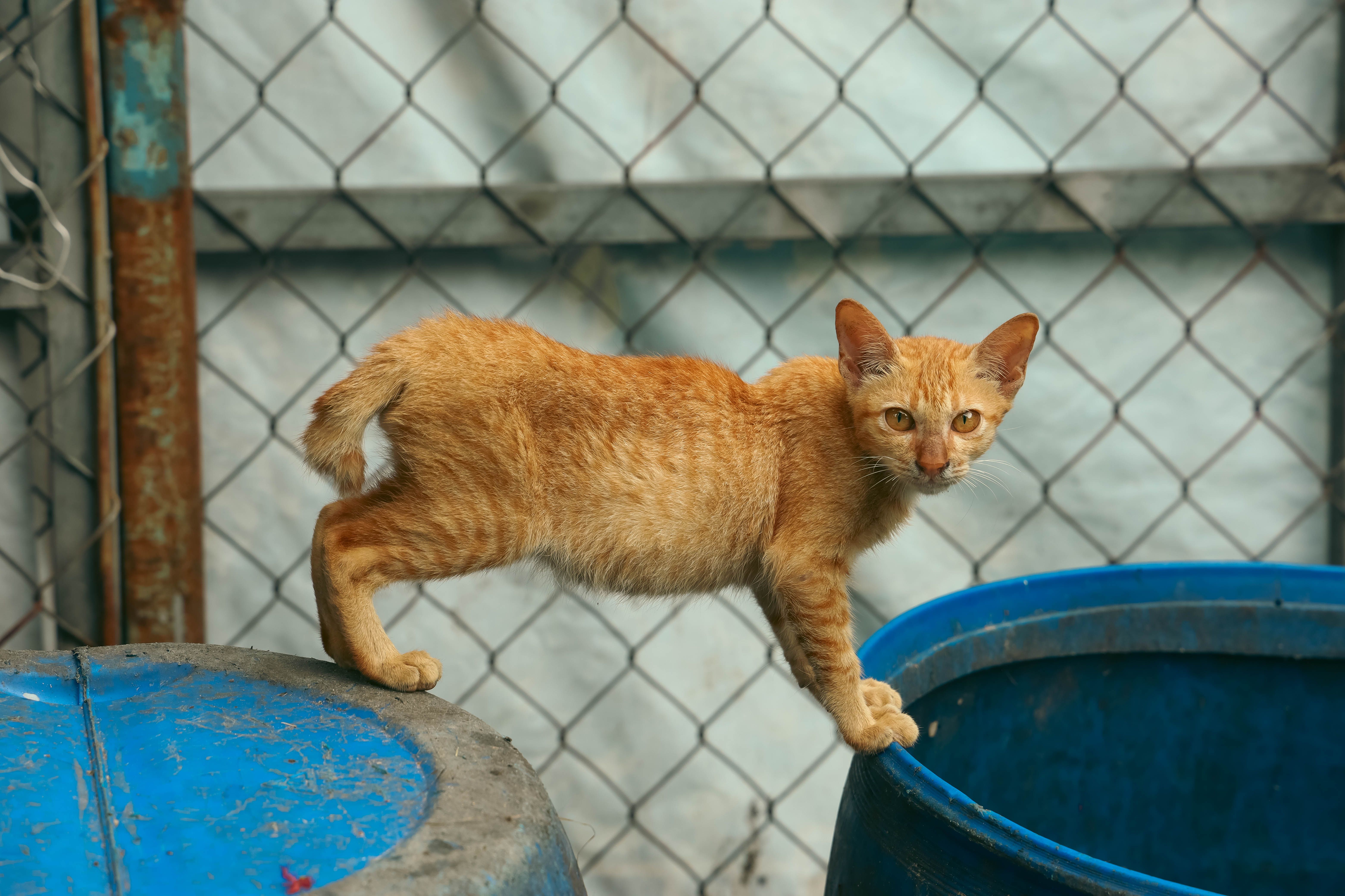 Portrait of a cat at a veterinary clinic