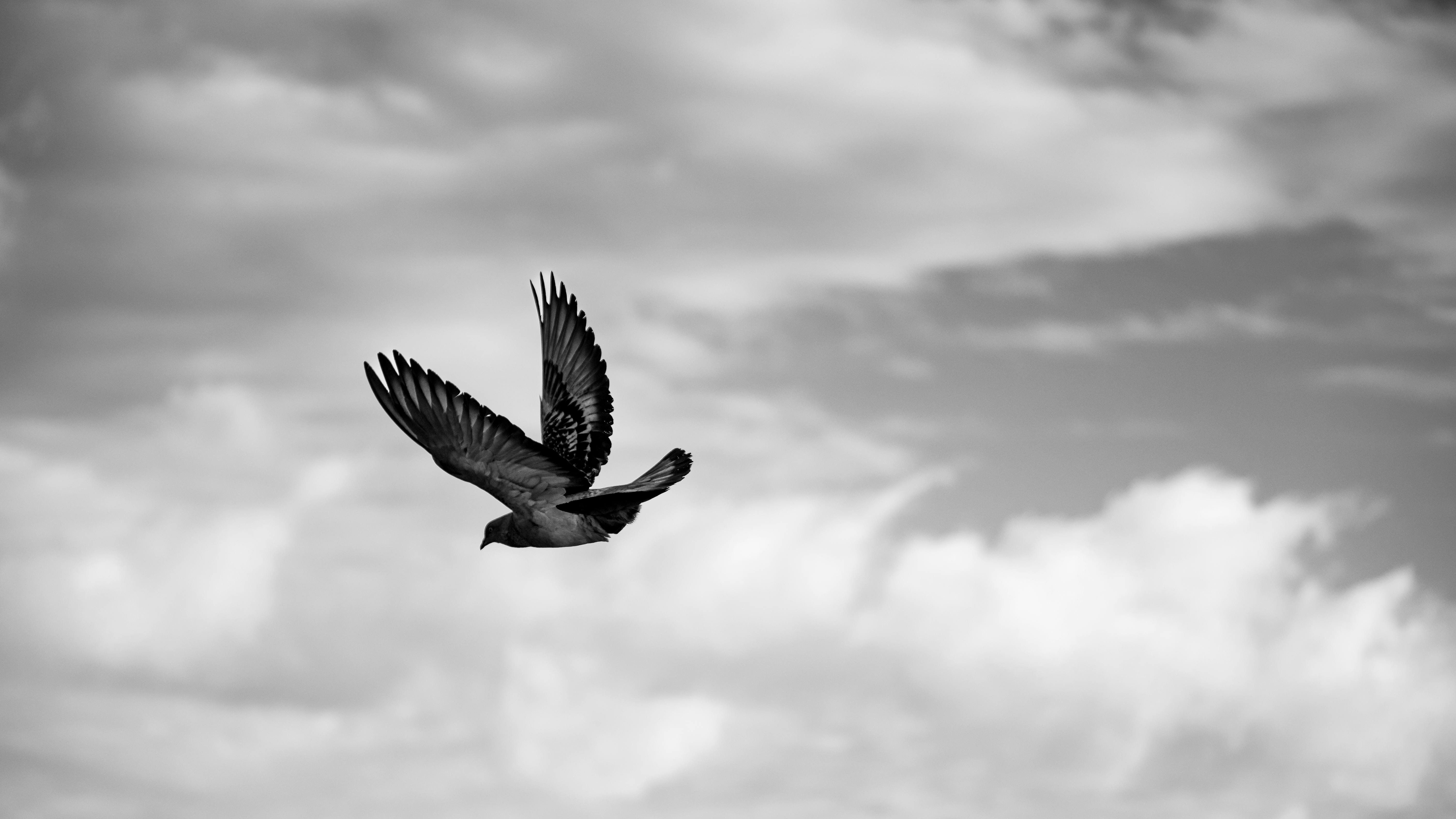 Gratis Immagine gratuita di aereo, ali, america latina Foto a disposizione