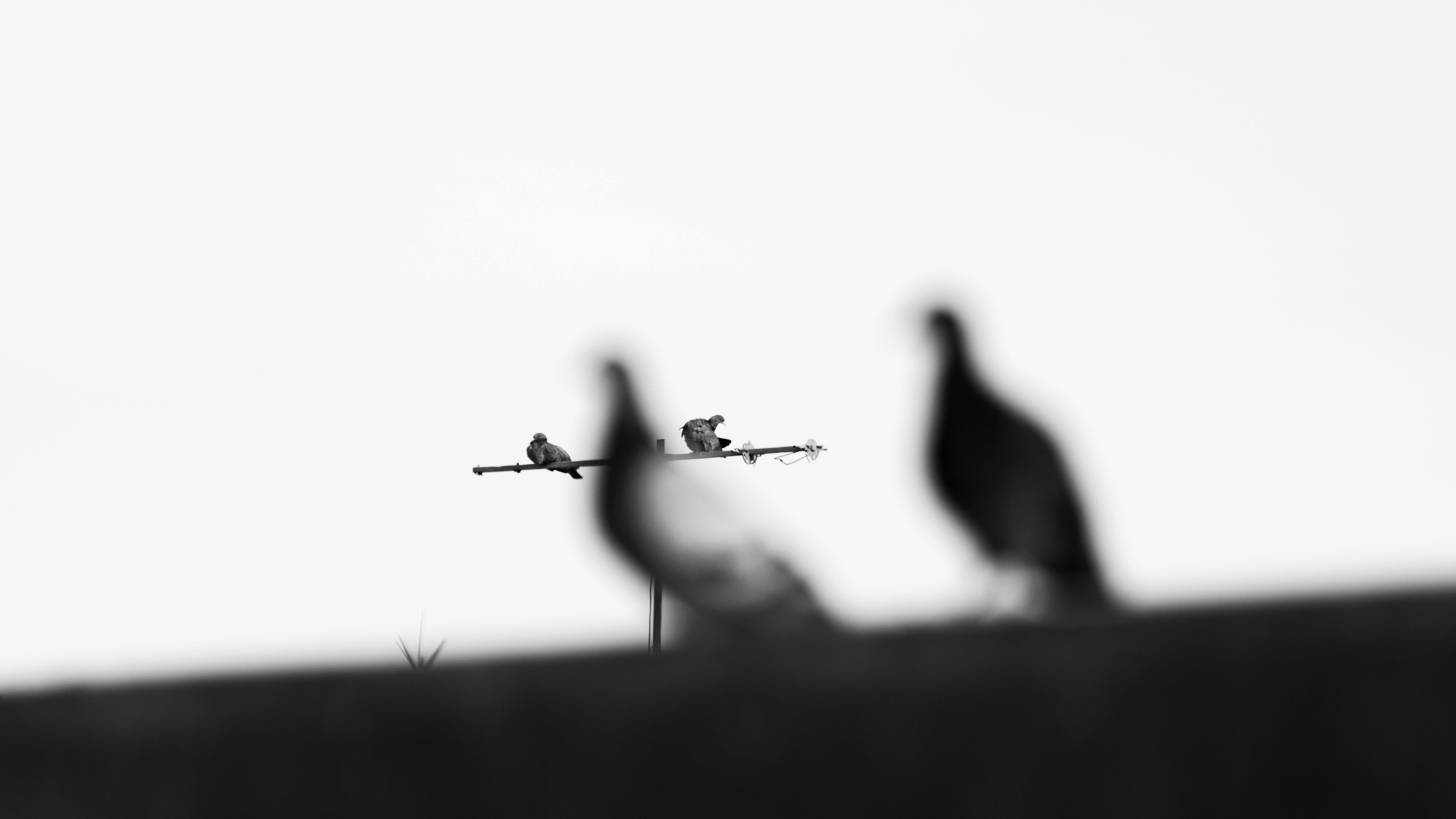 무료 부에노스 아이레스의 전선 위에 있는 비둘기를 예술적으로 표현한 흑백 사진입니다. 스톡 사진