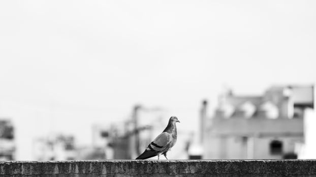 Monochrome photo of a pigeon on a ledge with Buenos Aires architecture in the background.