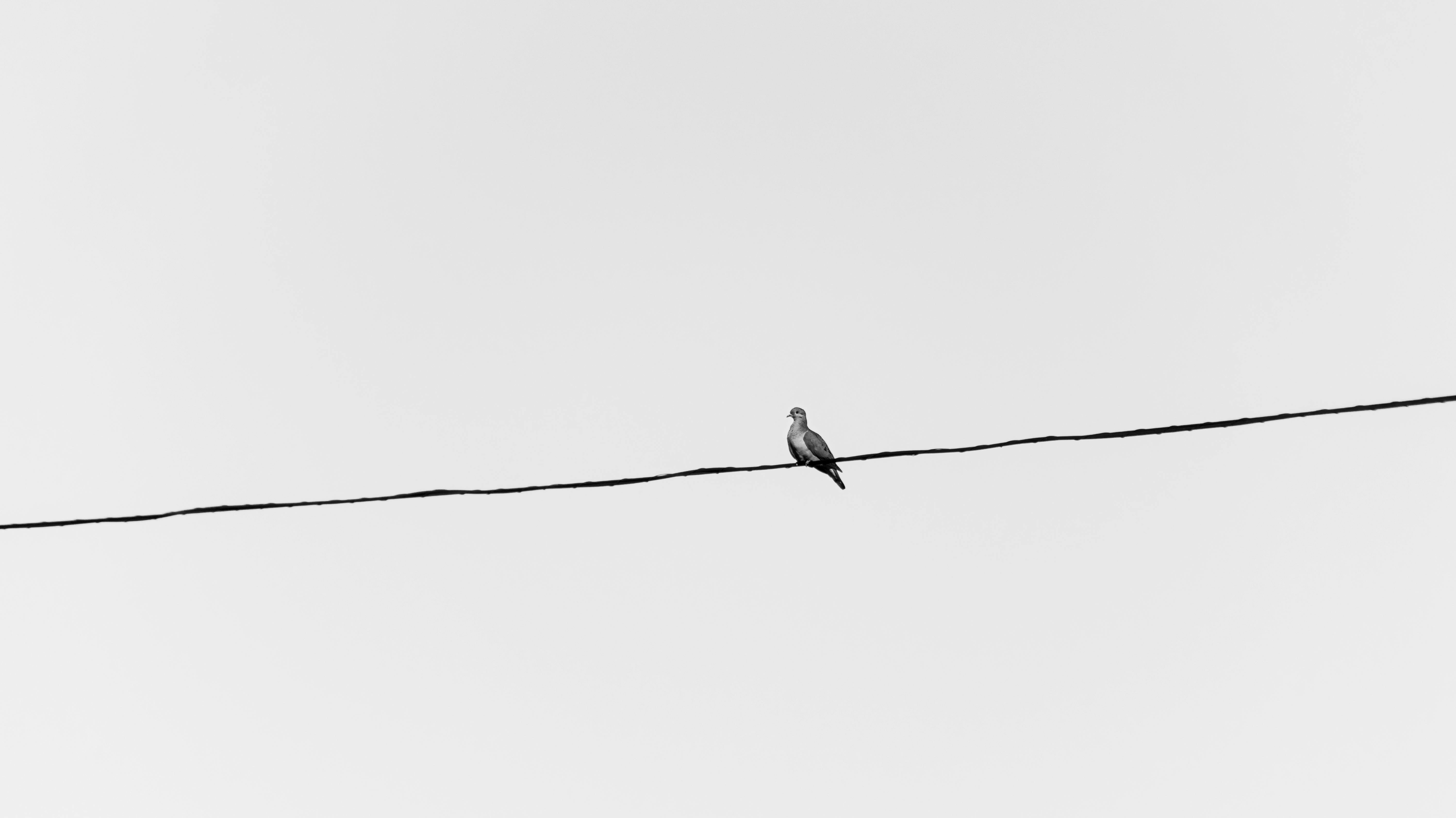Gratis Foto artistica in bianco e nero di un uccello appollaiato su un filo, minimalista e serena. Foto a disposizione