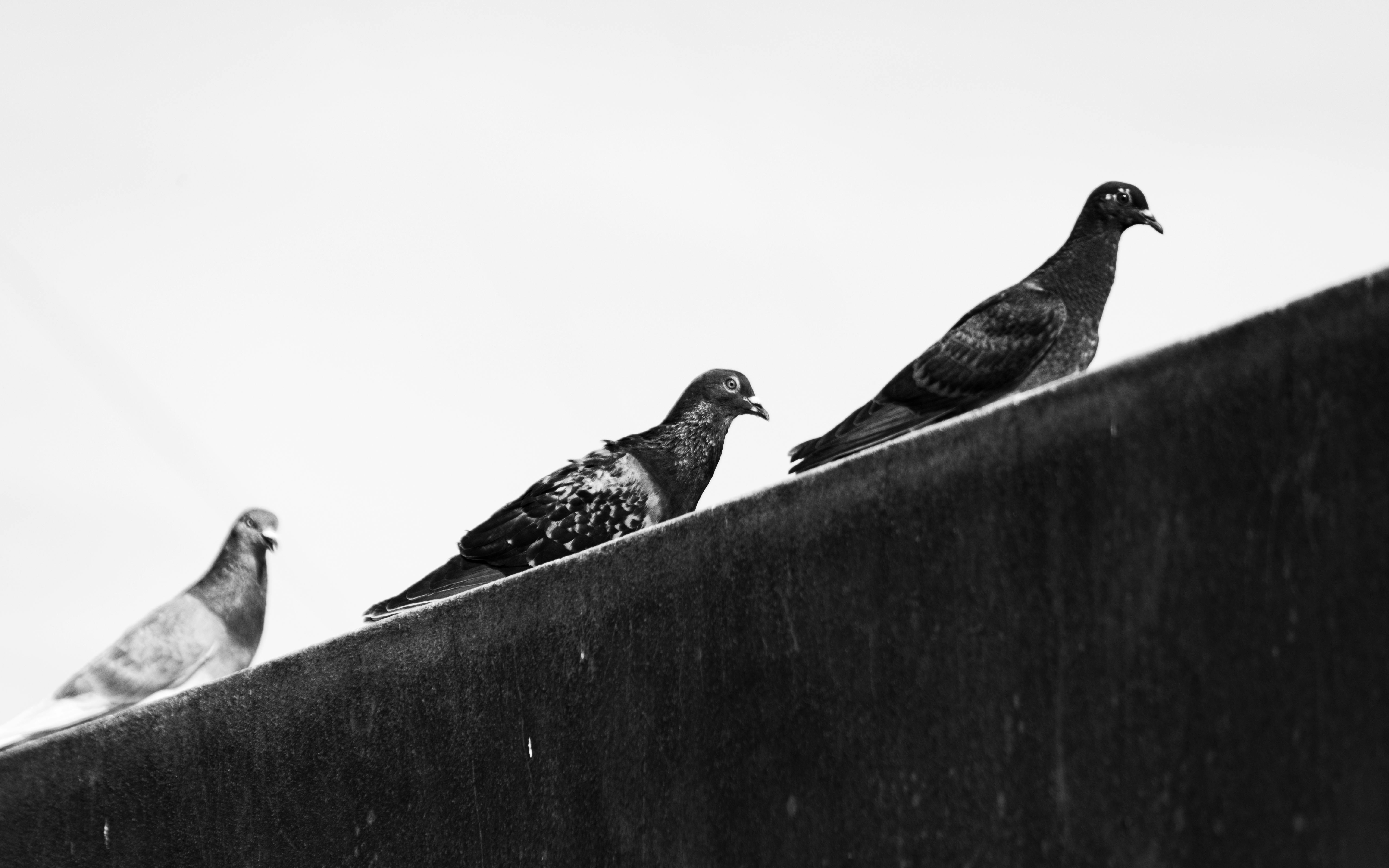 台日國際野鳥寫真交流展在北海道鶴居村盛大開幕