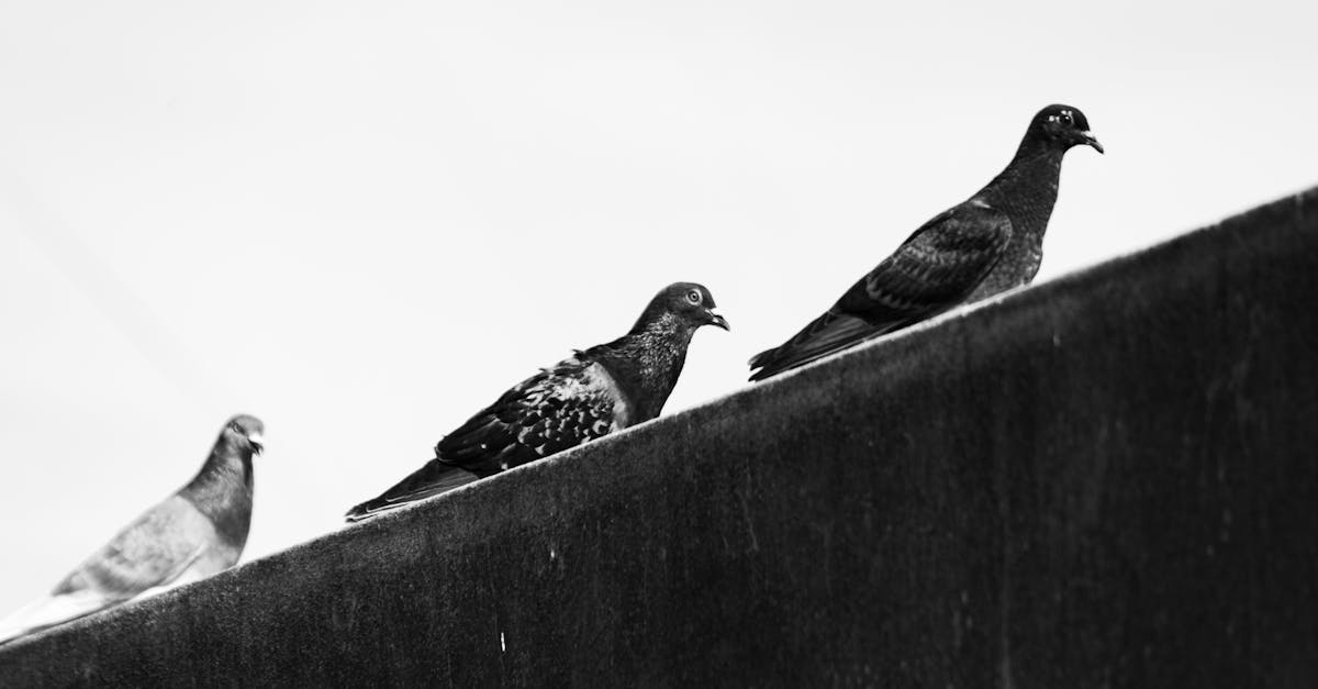 台日國際野鳥寫真交流展在北海道鶴居村盛大開幕