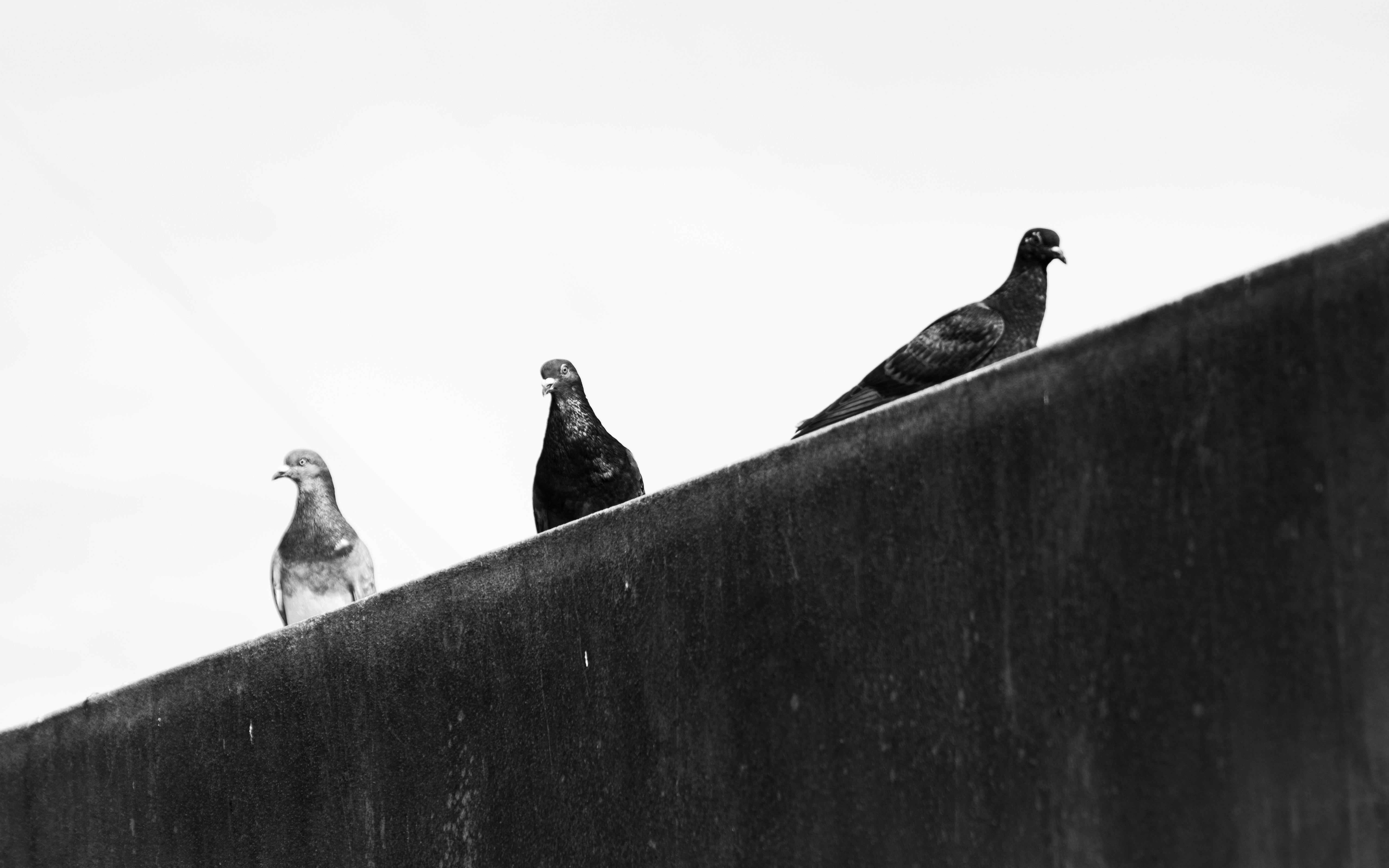 Gratuit Imagine de stoc gratuită din alb-negru, America de Sud, aparat foto Nikon Fotografie de stoc