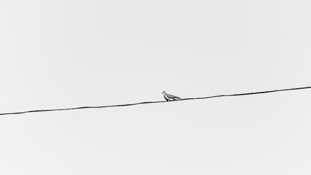 Immagine gratuita di appollaiato, Argentina, arioso