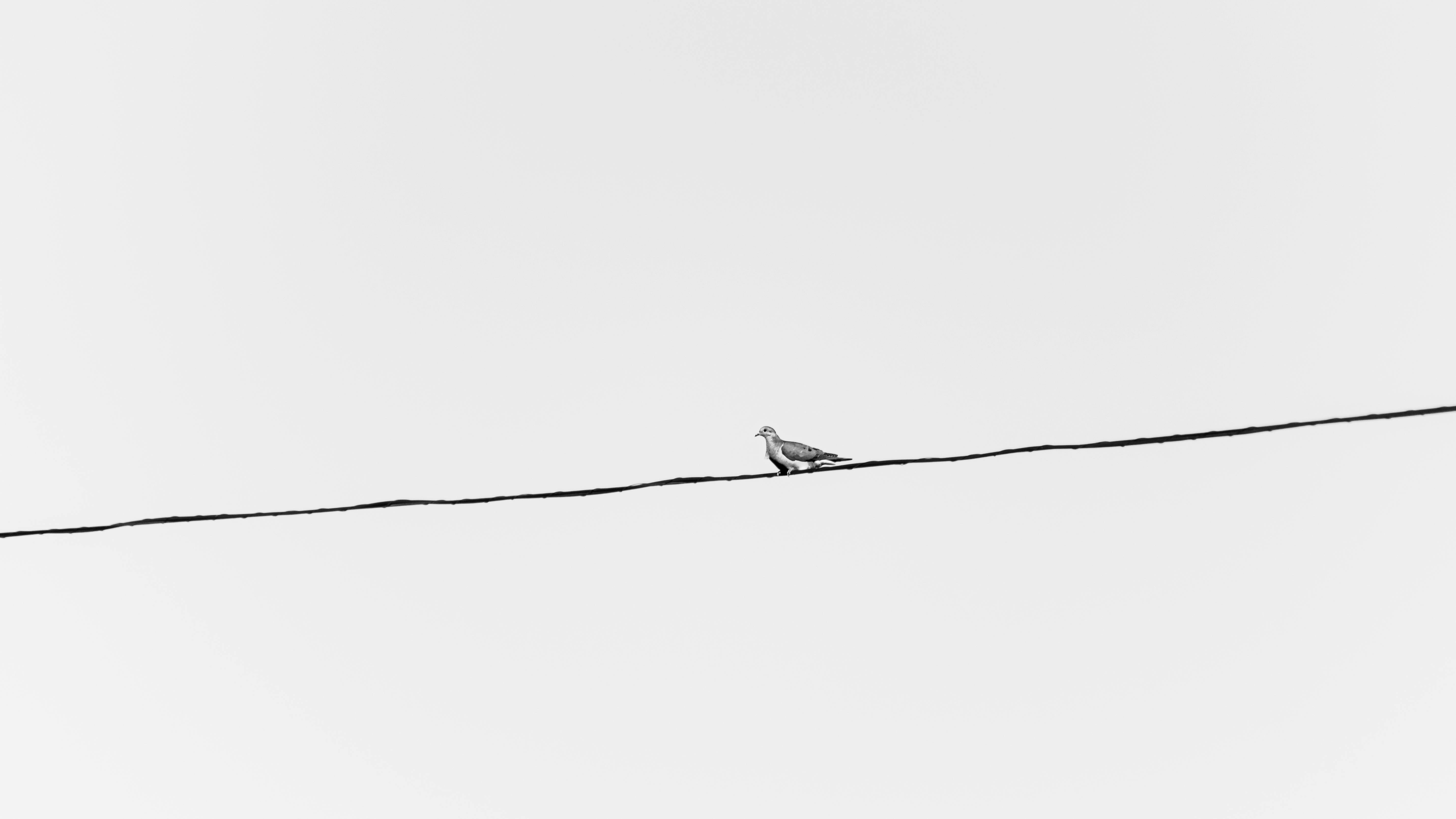 Free Minimalist black and white photo of a dove on a wire in Buenos Aires, Argentina. Stock Photo