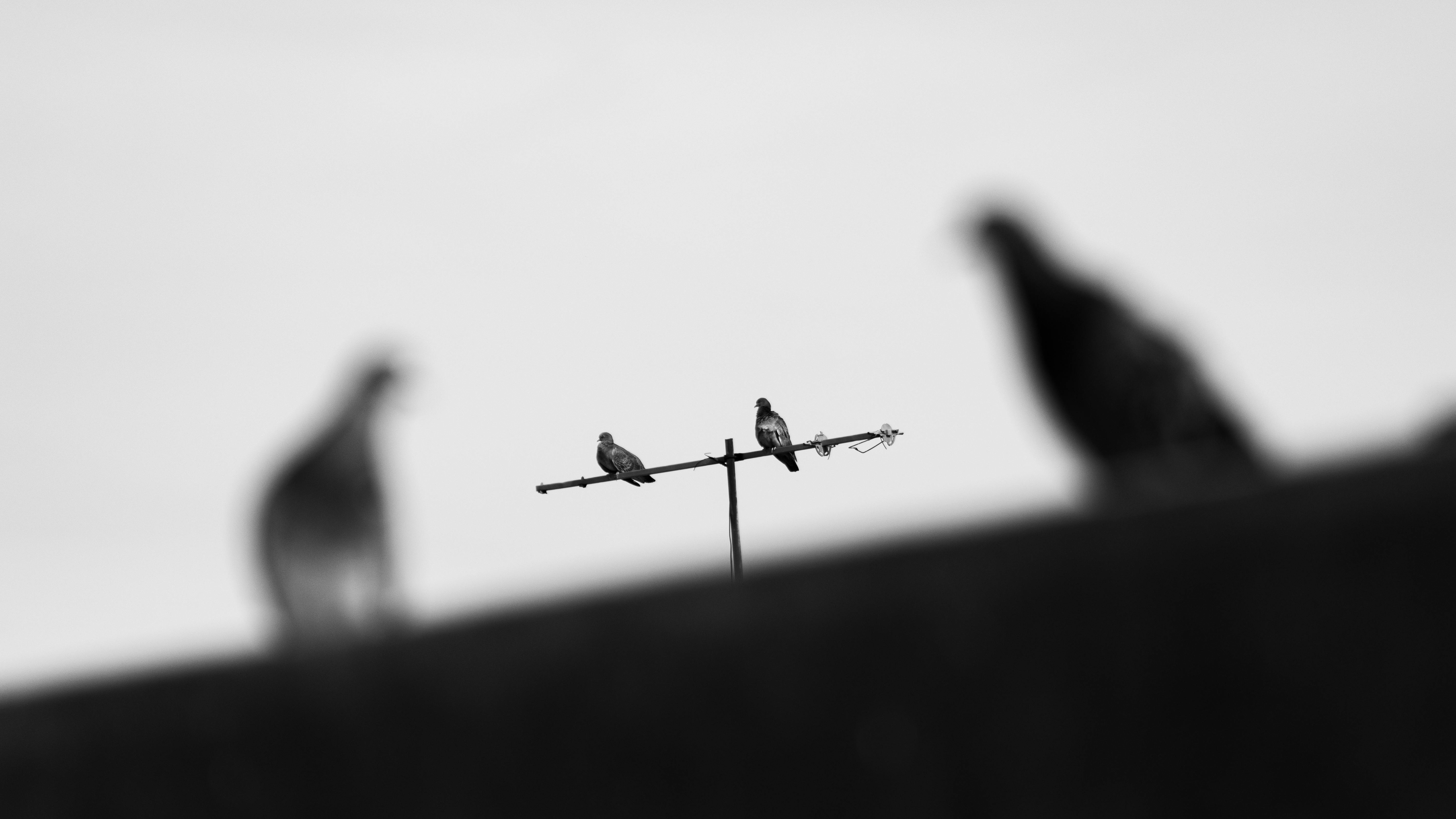 grátis Pombos Pretos E Brancos Em Antenas Em Buenos Aires Foto profissional