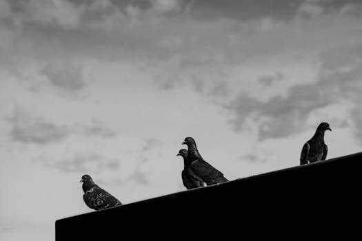 Black and white photo of pigeons on a rooftop in Buenos Aires under cloudy sky.