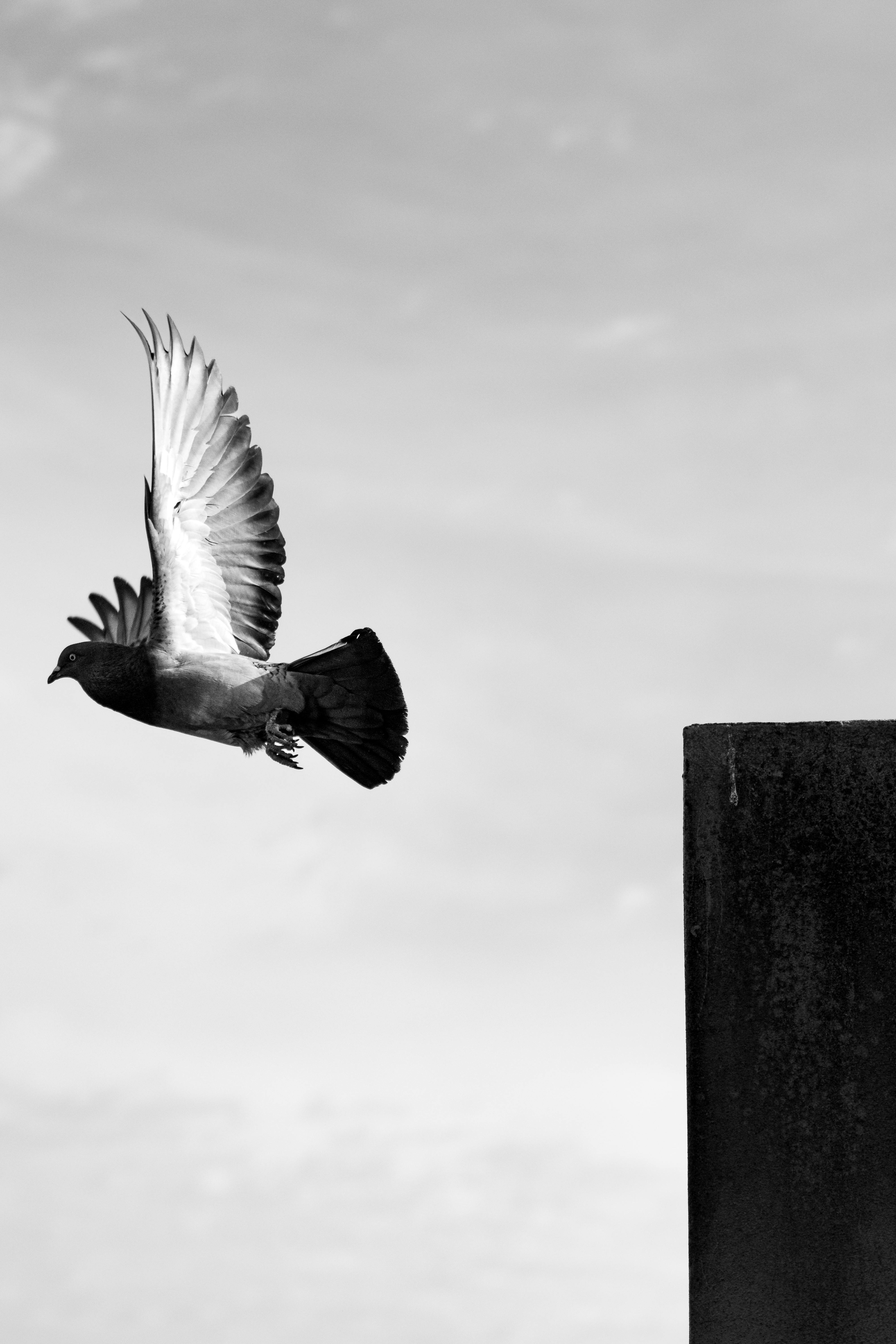 Gratis Immagine gratuita di ala, america latina, animale Foto a disposizione