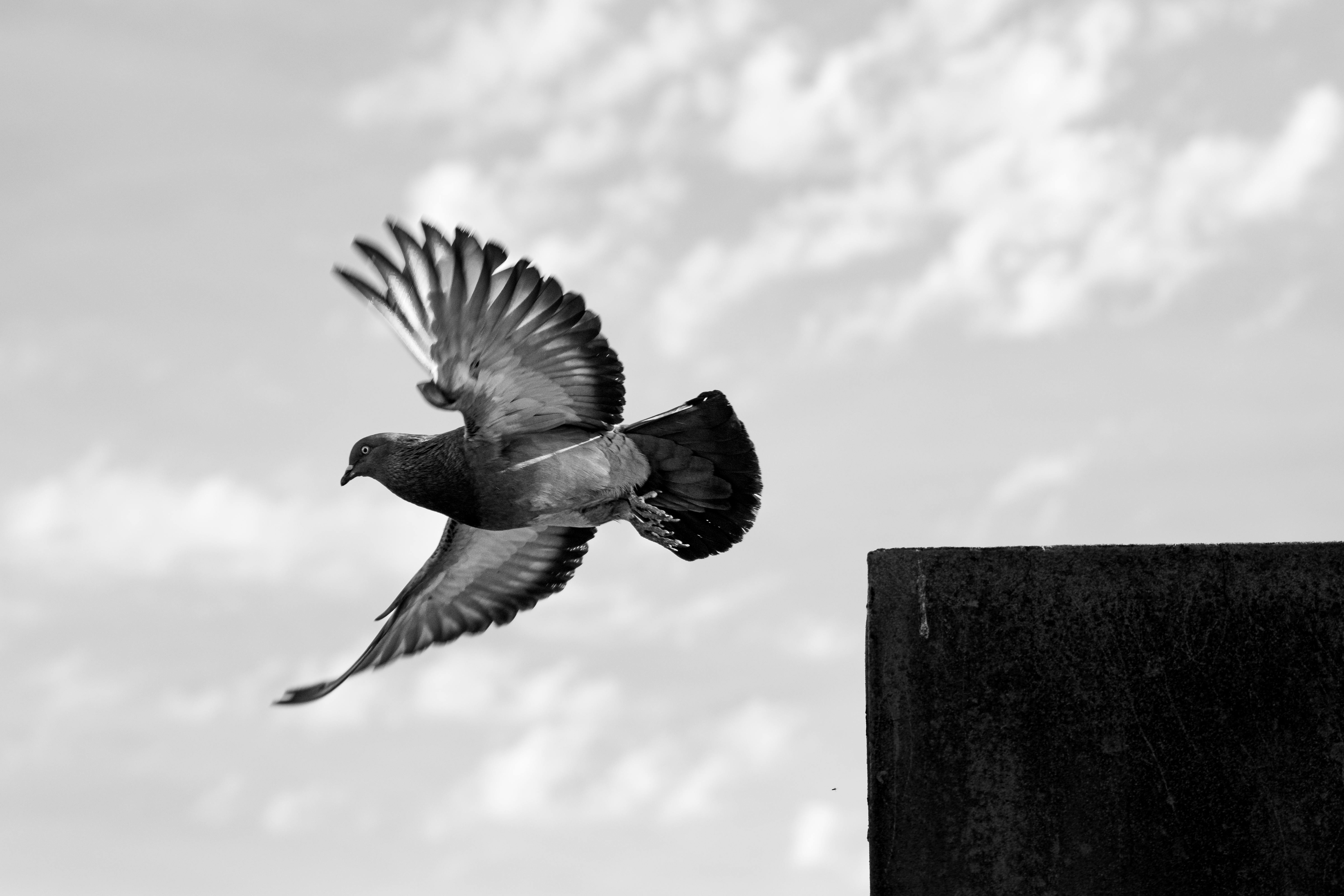 grátis Foto profissional grátis de aeronáutica, alto contraste, amável Foto profissional