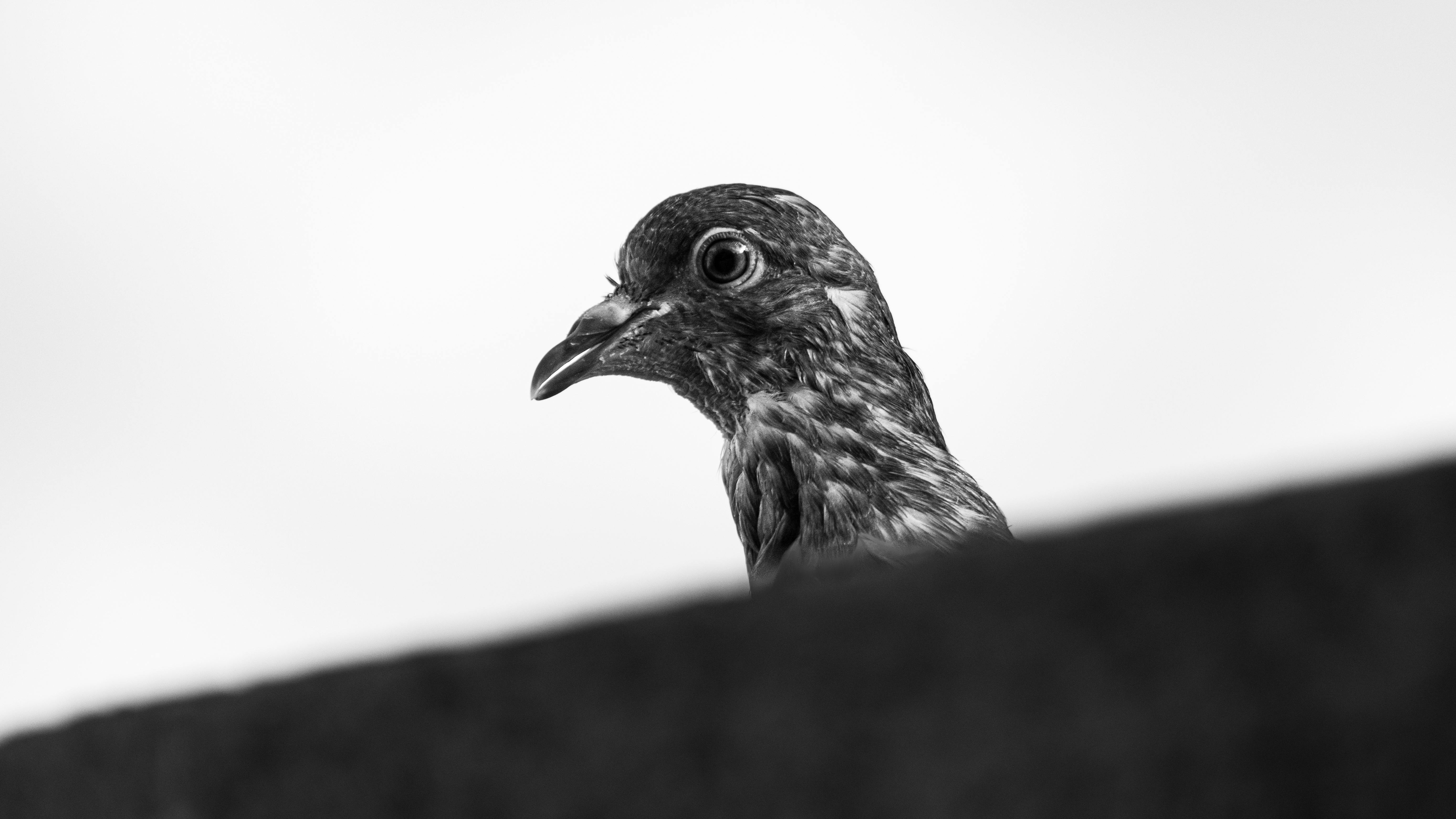 Gratis Immagine gratuita di alla ricerca, ambiente, animale Foto a disposizione