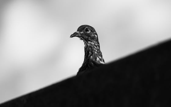 Artistic black and white photo capturing a bird's profile in Buenos Aires.