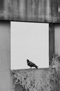 Artistic black and white photo of a pigeon on a window ledge in urban Buenos Aires, Argentina.