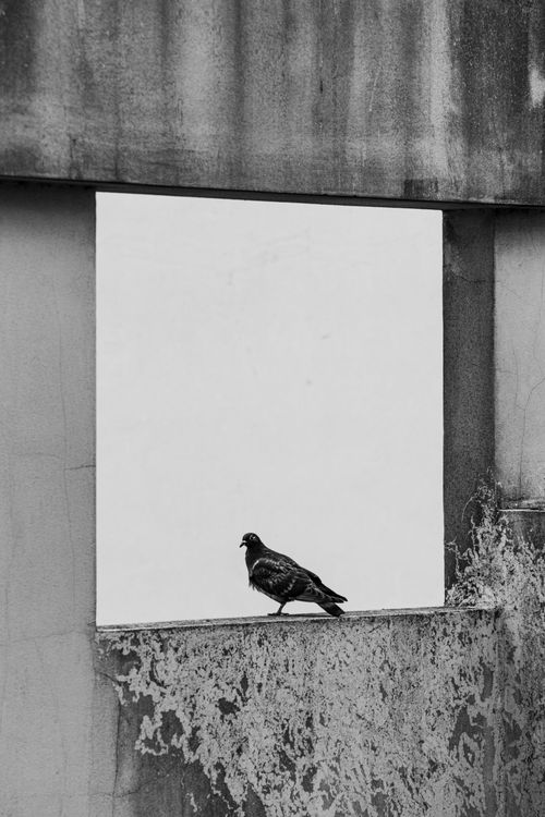 Free Artistic black and white photo of a pigeon on a window ledge in urban Buenos Aires, Argentina. Stock Photo