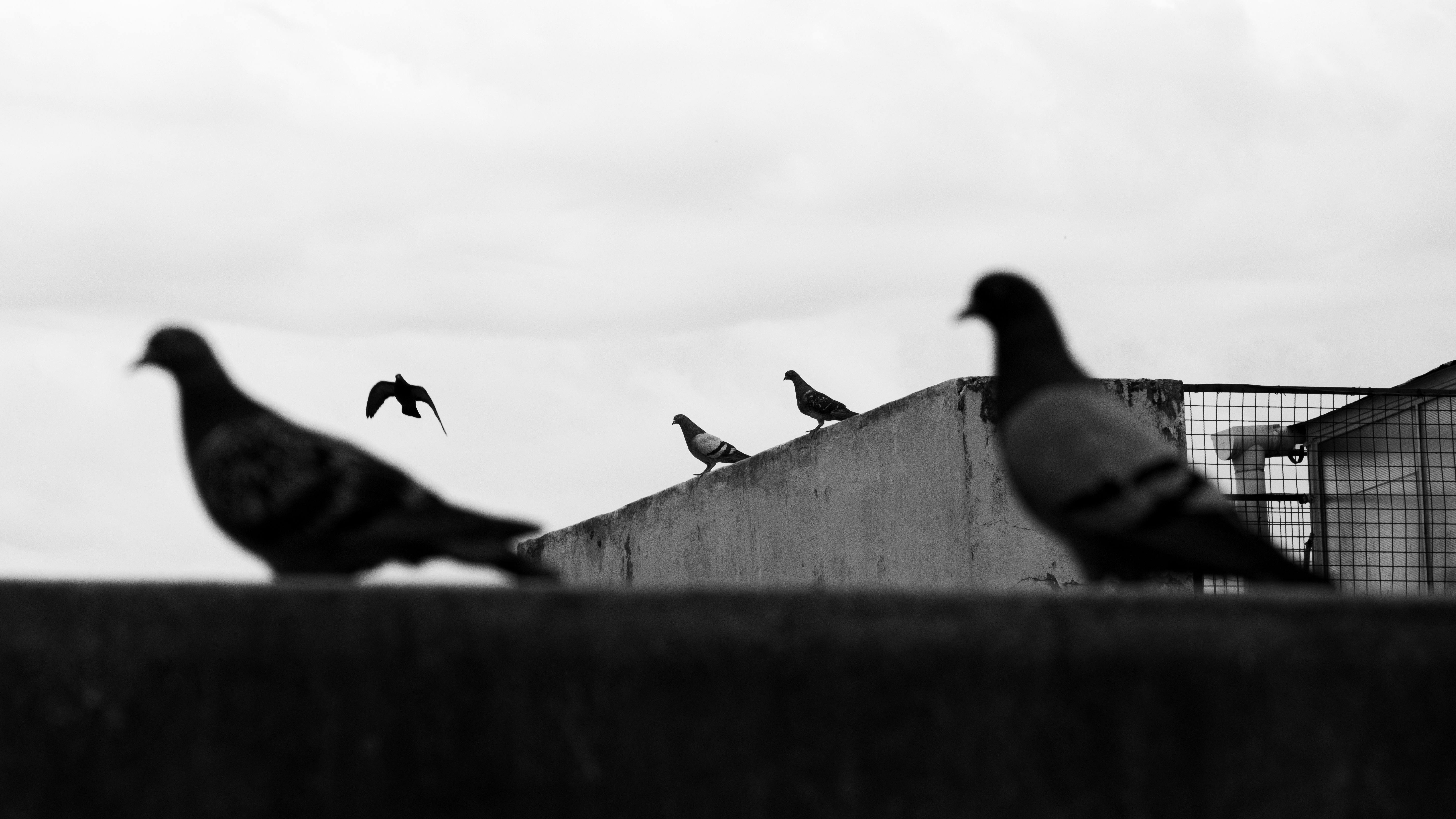 台日國際野鳥寫真交流展在北海道鶴居村盛大開幕
