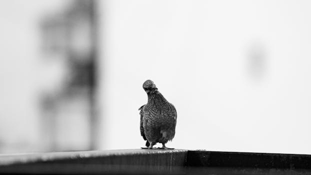 Ripresa artistica monocromatica di un piccione appollaiato a Buenos Aires.