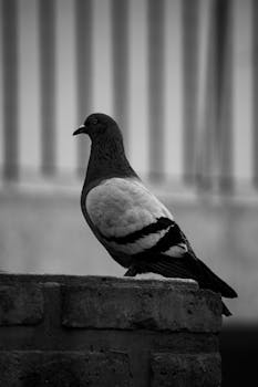 Black and white photo of a pigeon on a ledge, capturing its elegance and city life.