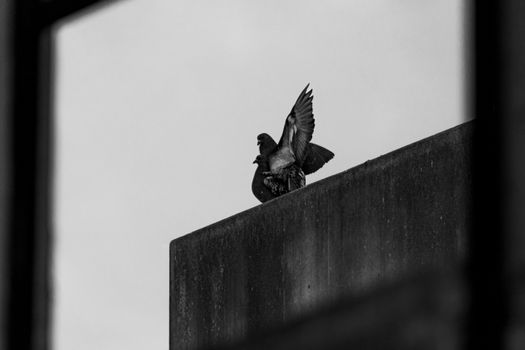 Dramatic black and white photo of pigeons perched on a rooftop ledge in Buenos Aires.