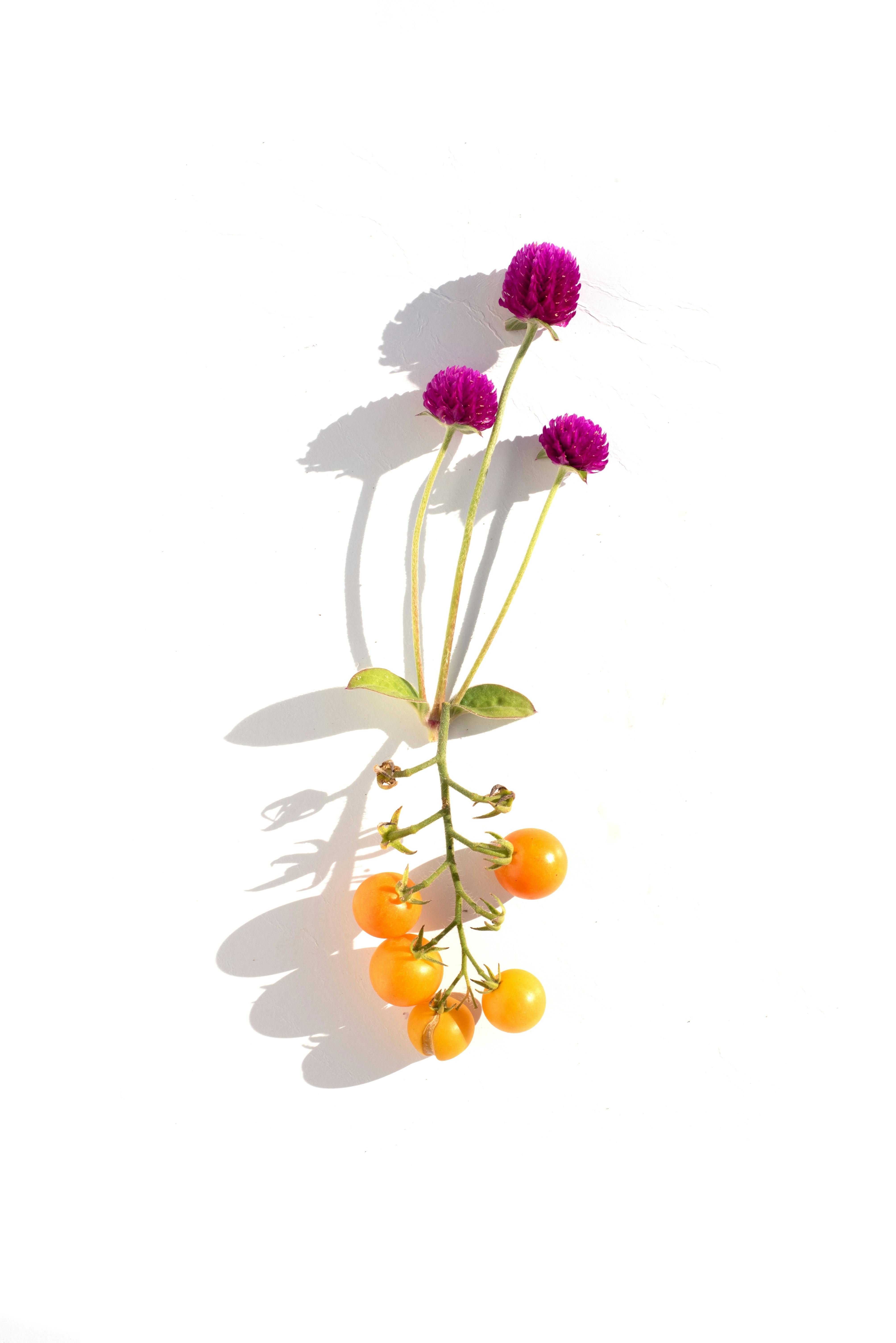 Foto profissional gratuita de arranjo floral, arte minimalista, bagas ...