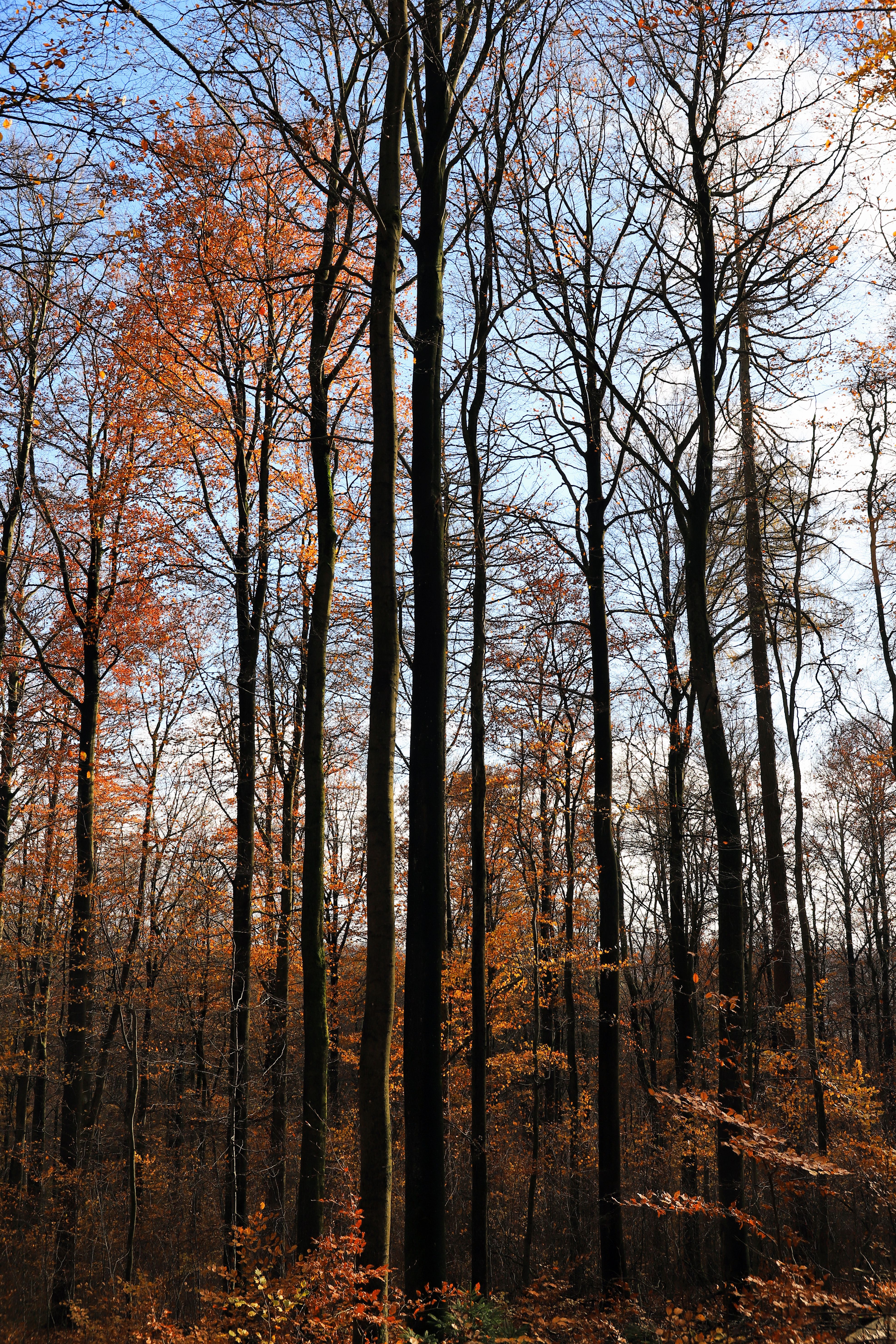 Fotomural Escena serena de bosque otoñal con árboles altos y follaje colorido.