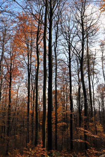 Fotomural Escena serena de bosque otoñal con árboles altos y follaje colorido.