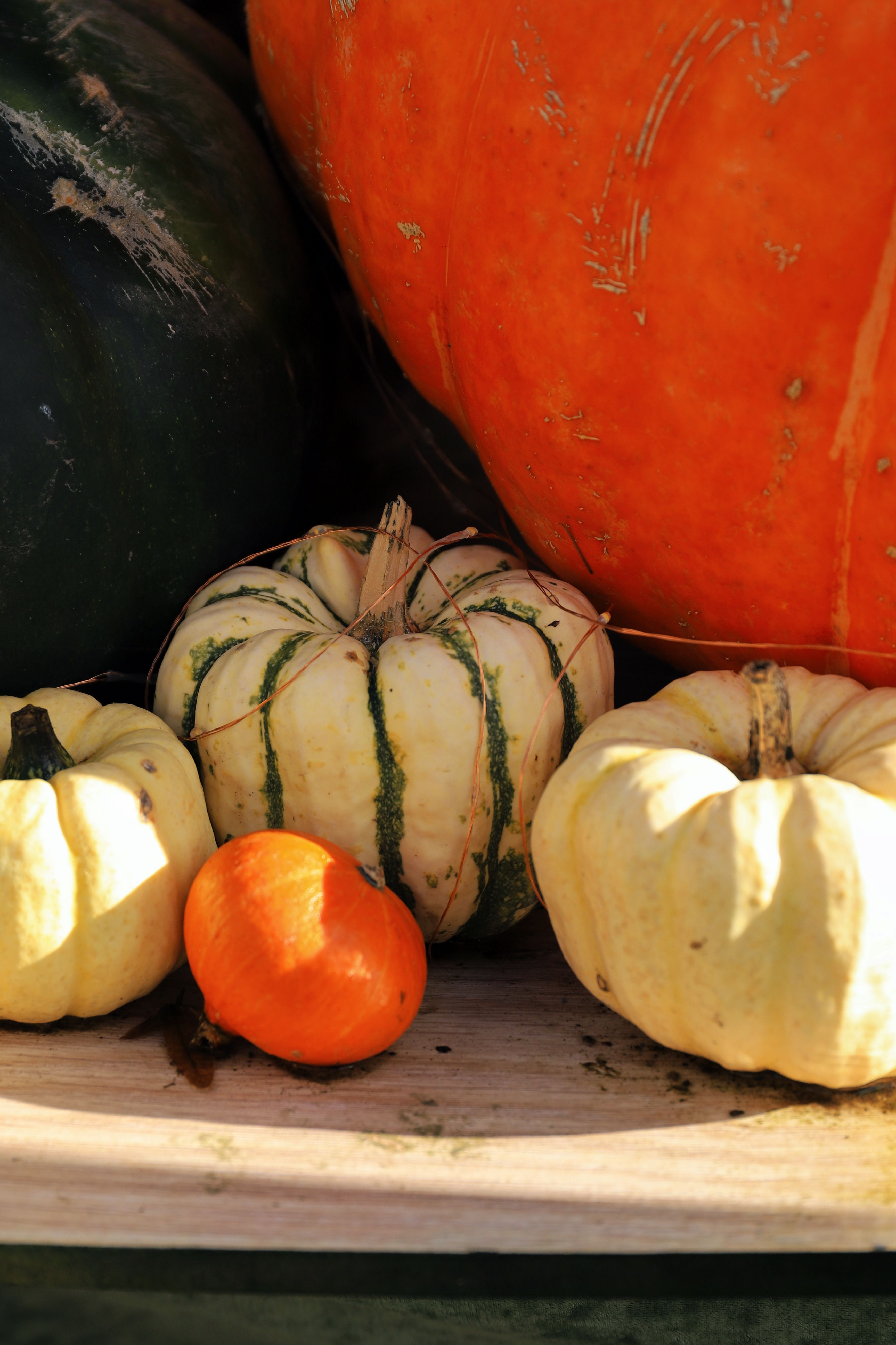 Vibrant Autumn Harvest with Assorted Pumpkins · Free Stock Photo