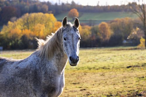 Free A beautiful gray horse stands in a sunlit autumn meadow surrounded by colorful trees. Stock Photo