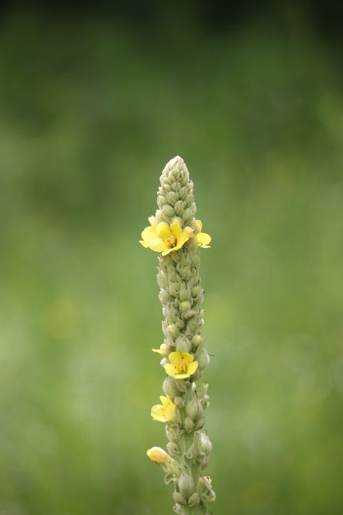 Free Vibrant yellow mullein flower in focus against a blurred green background. Stock Photo
