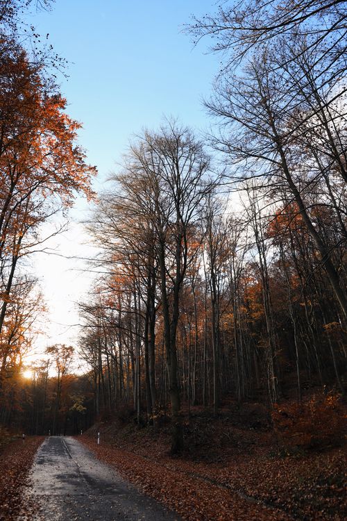 Free A serene country road winds through a vibrant autumn forest at sunset. Stock Photo