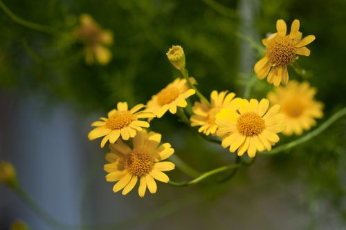 Free Vibrant yellow flowers in full bloom against a green blurred background. Stock Photo