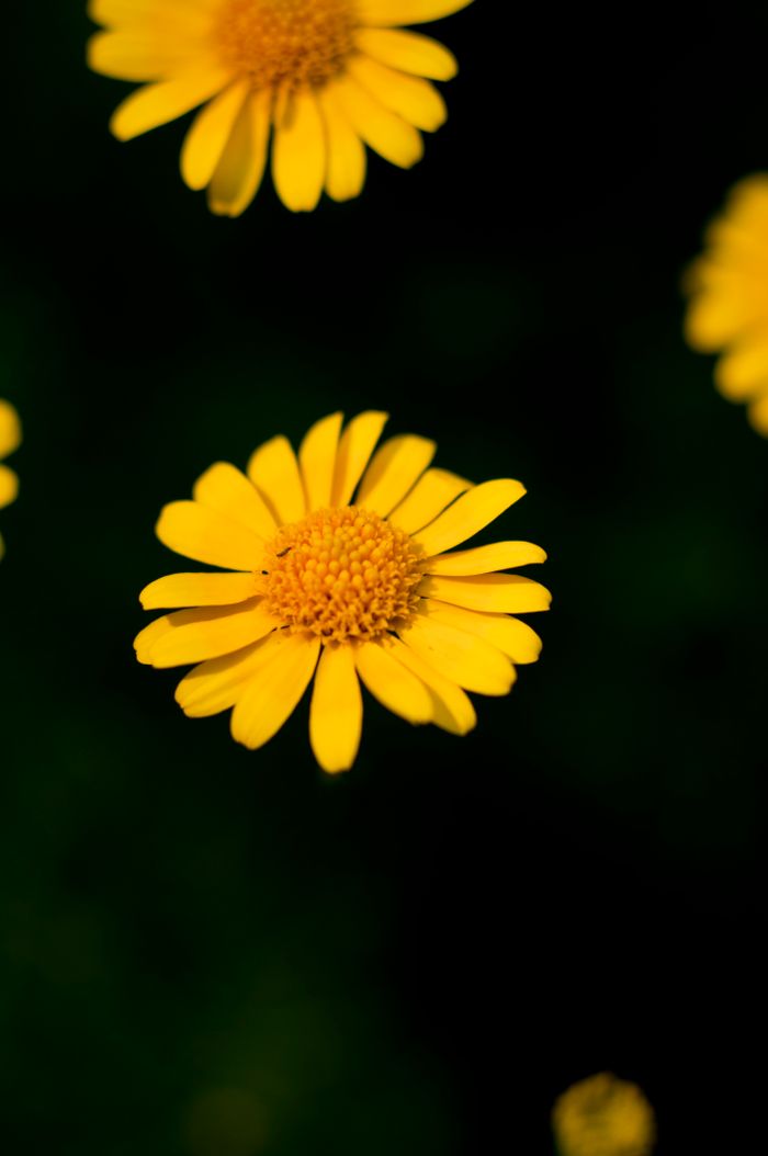 Yellow daisies in close-up — photo by Shawn Nguyen on Pexels
