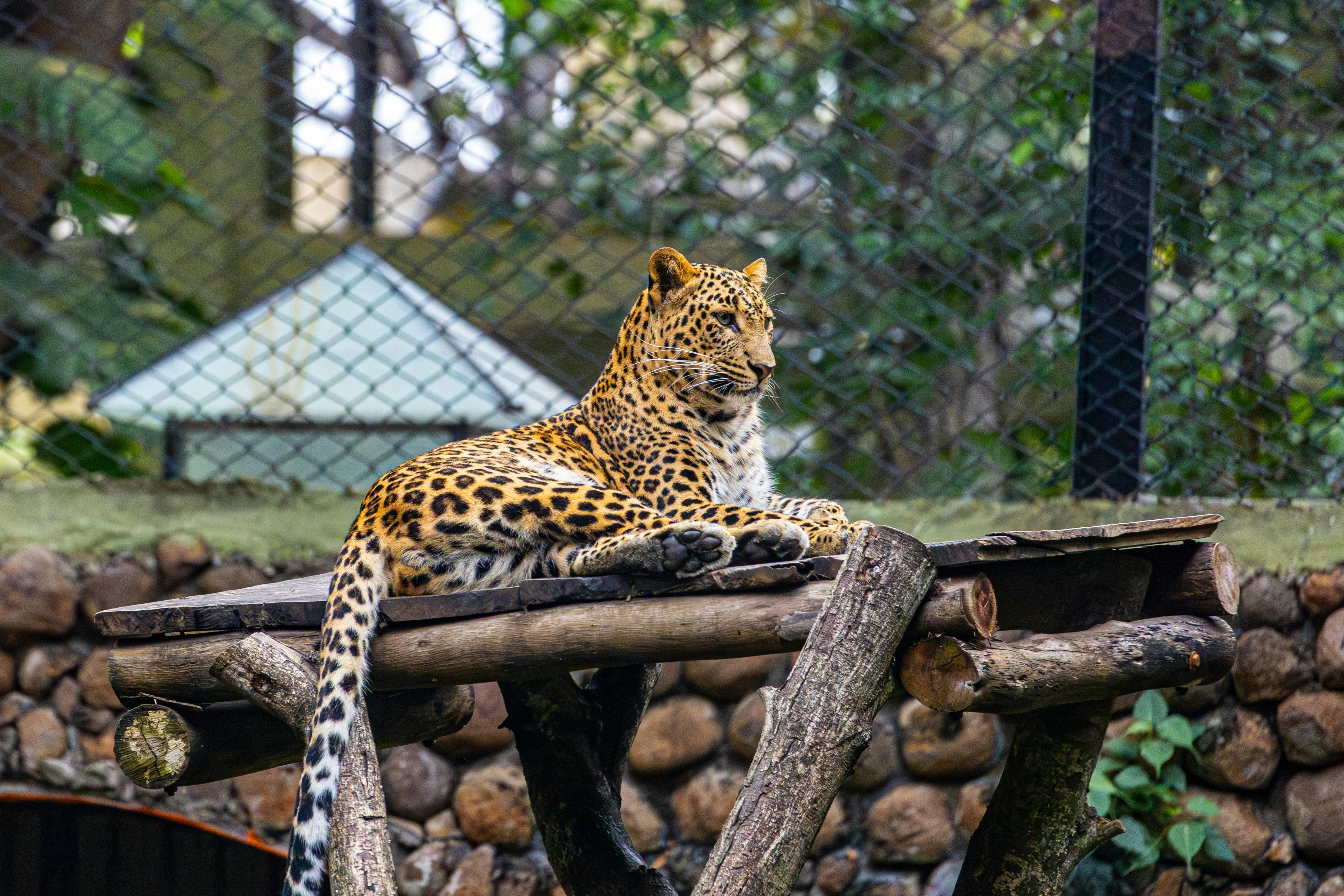 Big Cat Diplomacy के जरिए विश्व का नेतृत्व करेगा भारत? कभी पांडा डिप्लोमेसी हुआ था पॉपुलर