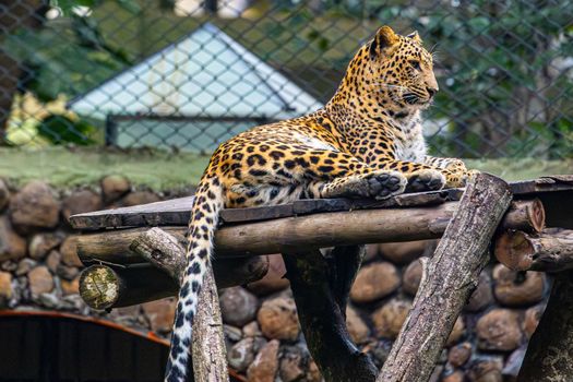 A leopard calmly resting on a wooden platform in a zoo setting, showcasing its beautiful spotted fur.
