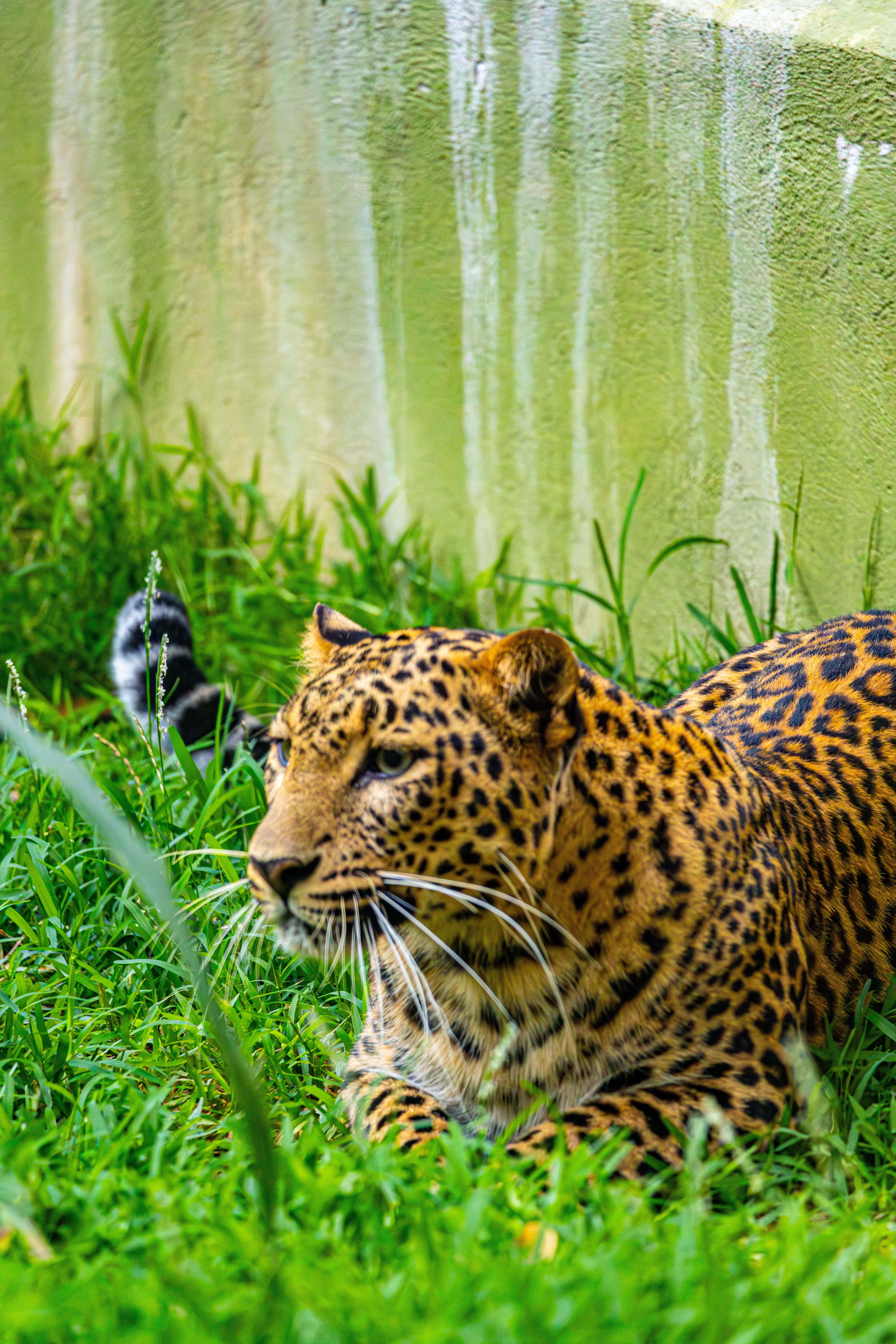Leopard Resting in Lush Green Habitat · Free Stock Photo