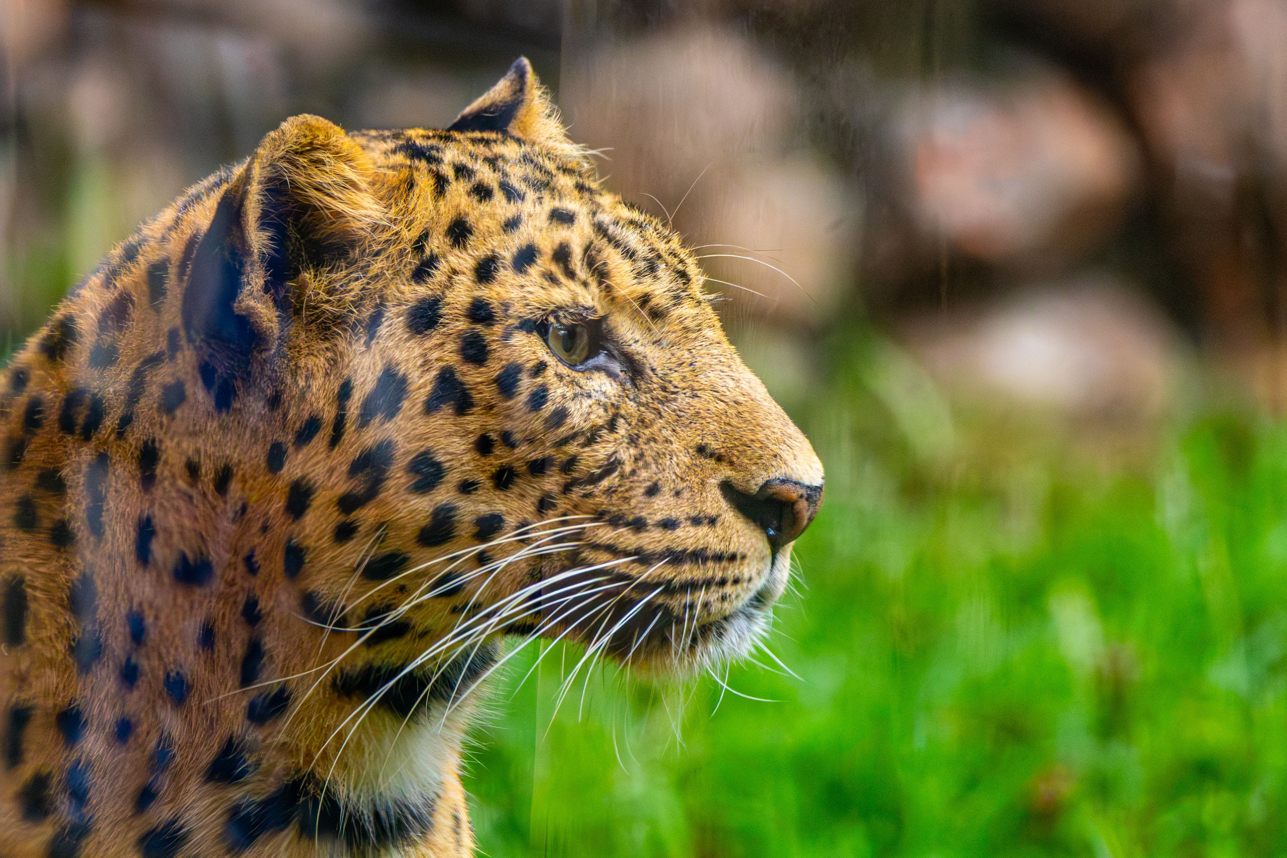 Close-up Portrait of an Amur Leopard in Nature · Free Stock Photo