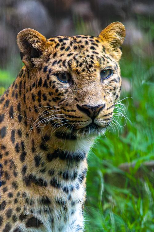 Free Close-up of a leopard with detailed fur pattern in a lush green setting. Stock Photo