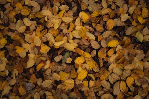 Top view of vibrant yellow and brown autumn leaves creating a textured background.