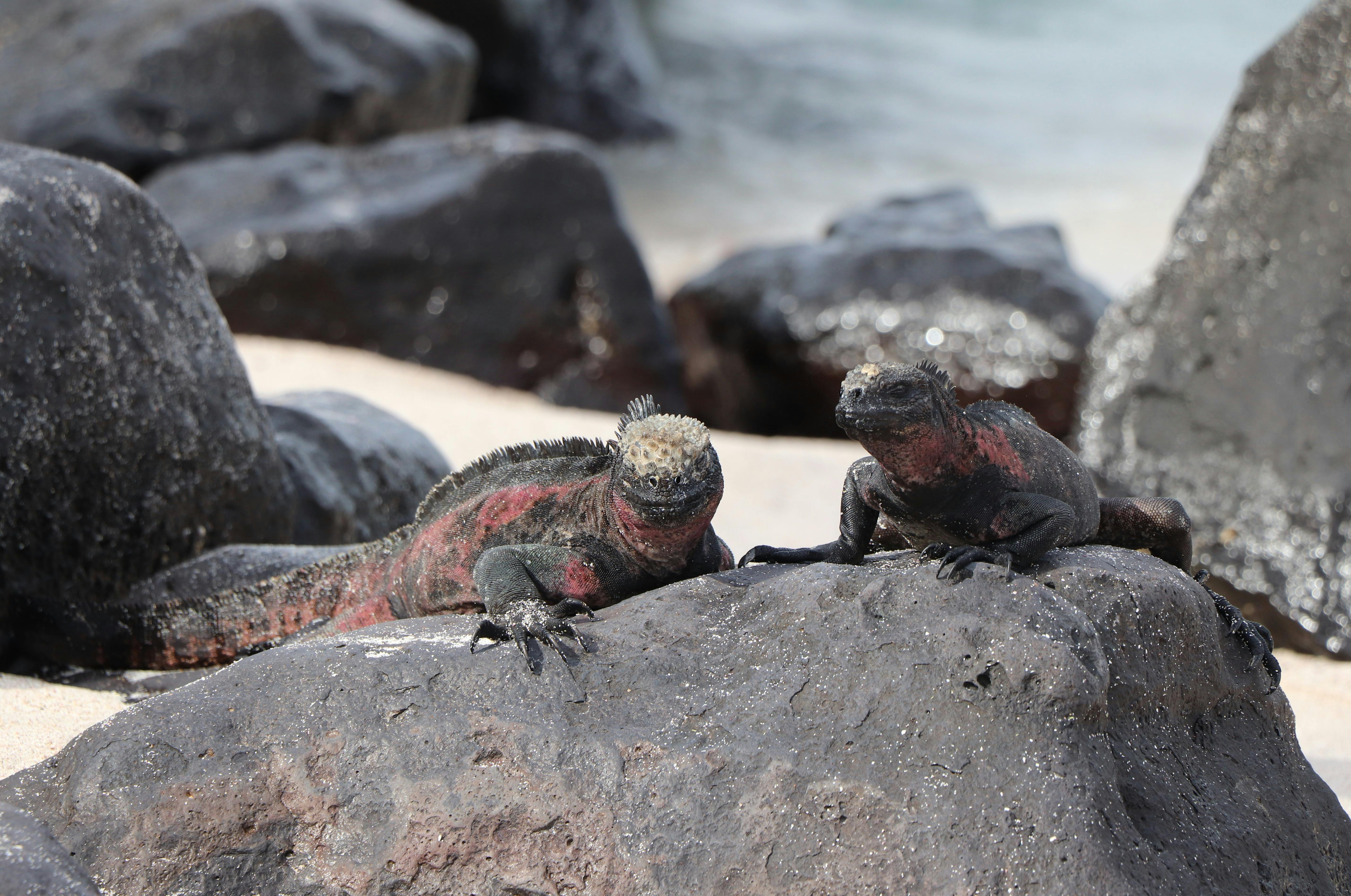 ¿Qué hace único al archipiélago de Galápagos para entender la evolución y la conservación?