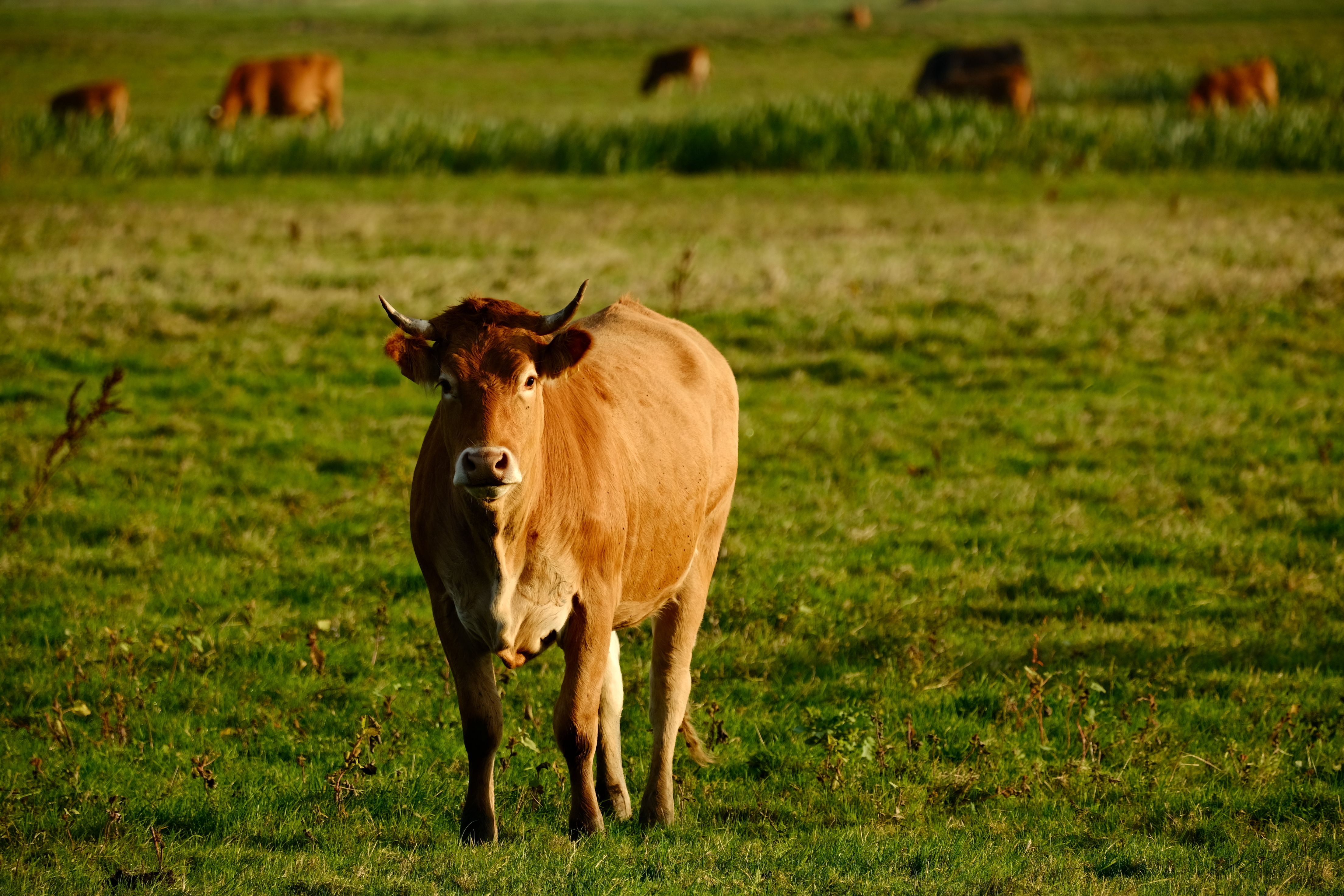 Brown Cow Grazing in Green Pasture · Free Stock Photo