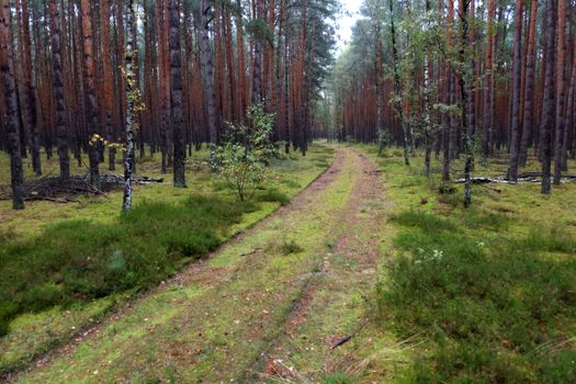 Tranquil forest path leading through lush pine forest in Poland, capturing natural beauty and serenity.