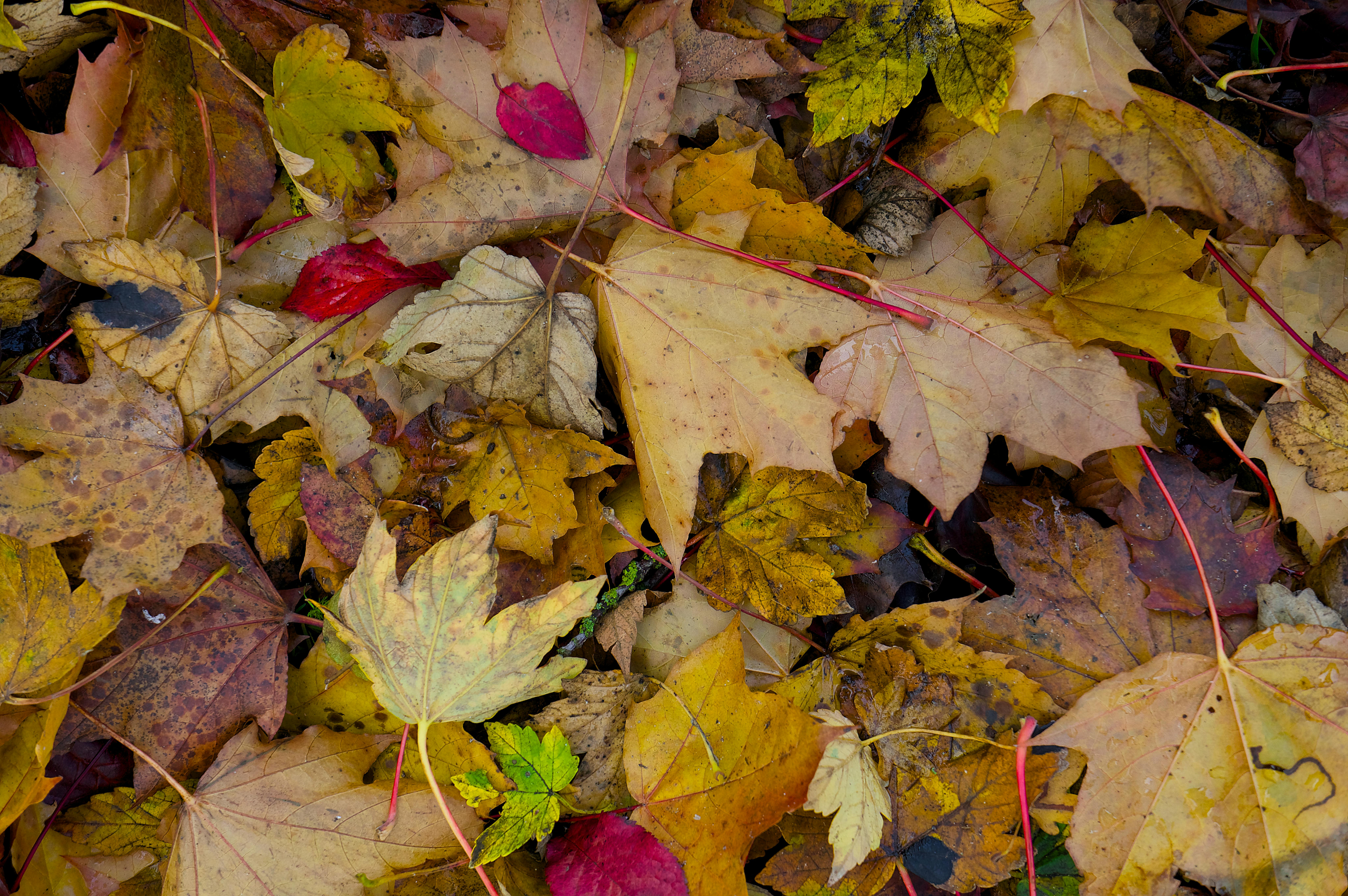 AI 泡沫疑慮引爆科技股震盪 美超微財報展望不如預期警示風險