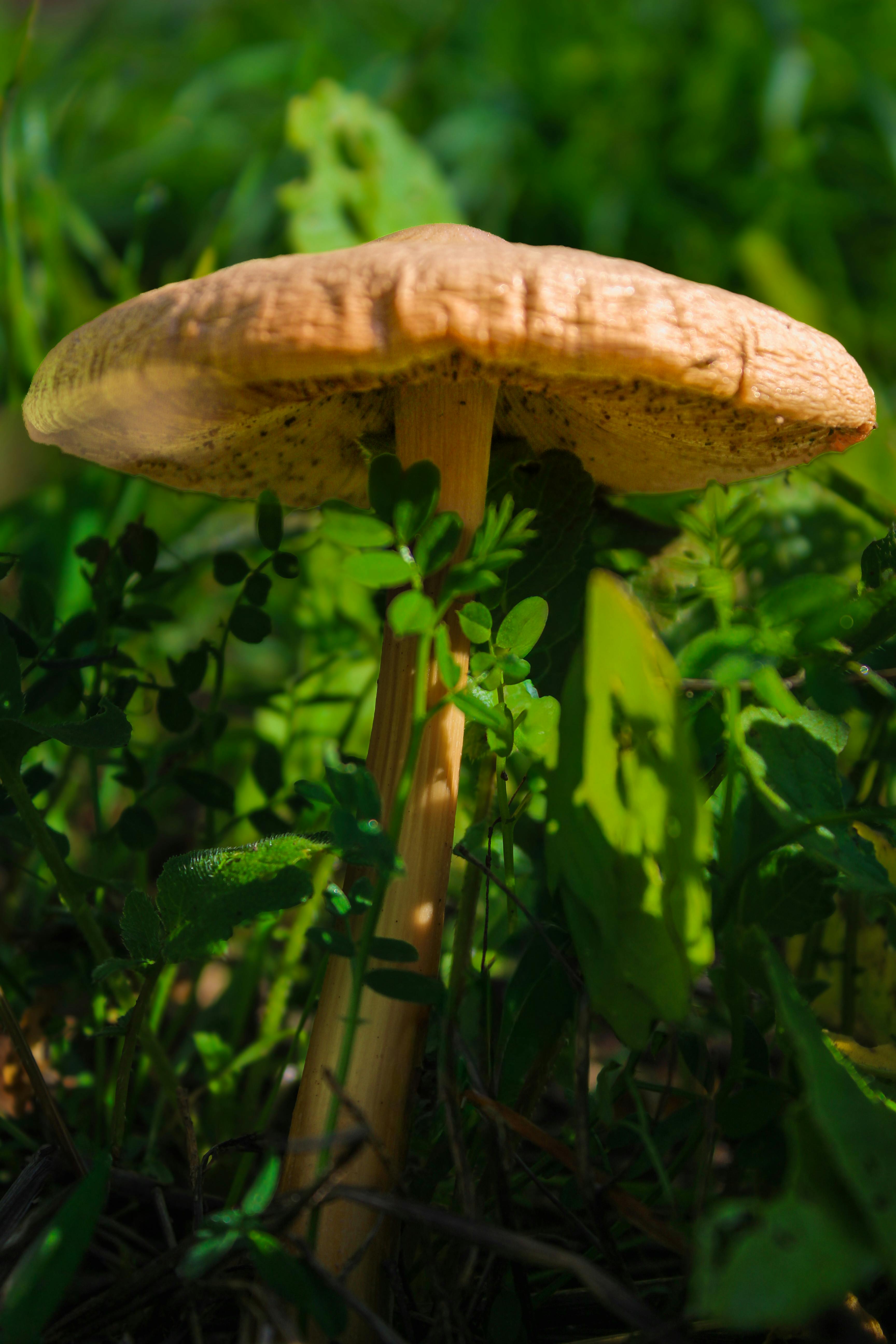 Discover a detailed close-up of a mushroom amidst green foliage in İstanbul's lush outdoor setting.
