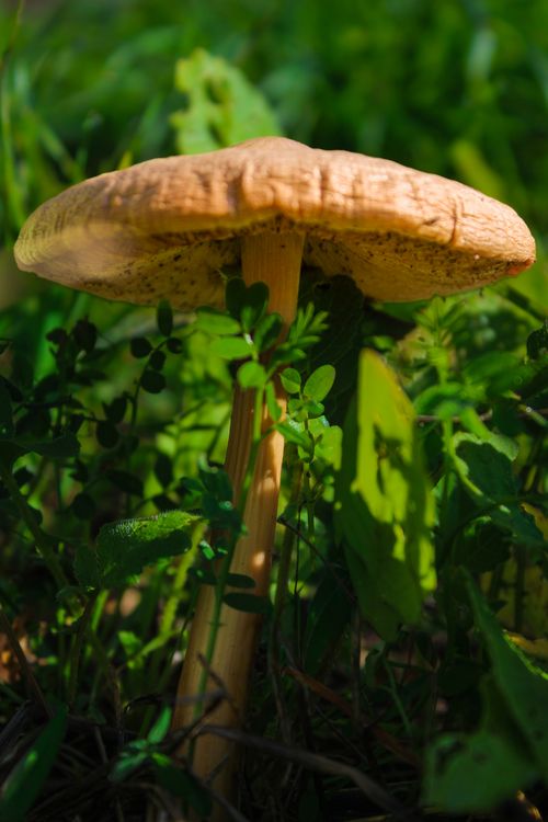 Free Discover a detailed close-up of a mushroom amidst green foliage in İstanbul's lush outdoor setting. Stock Photo