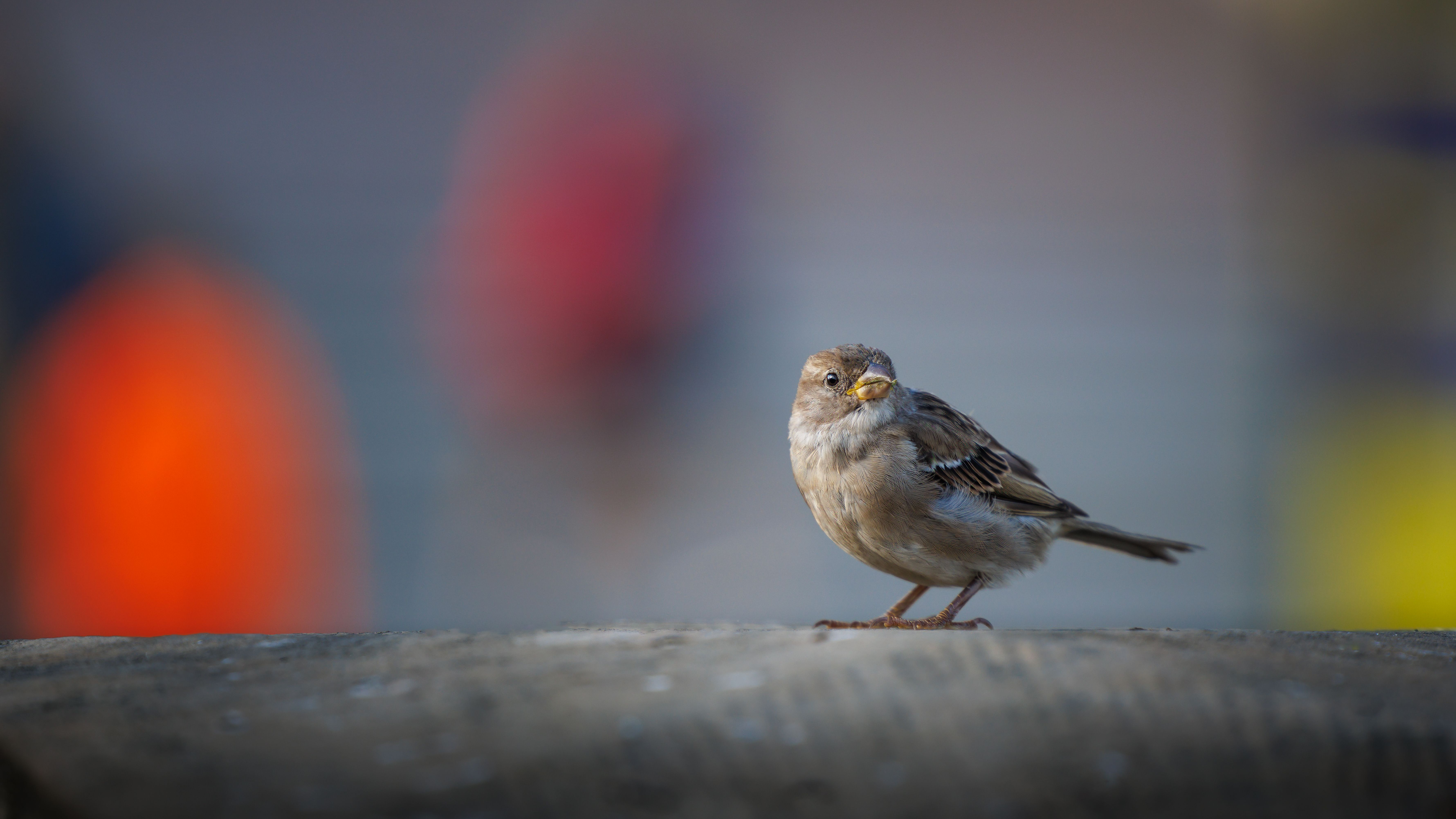 A detailed close-up of a sparrow perched outdoors in Warsaw, Poland.