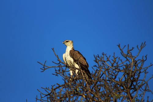 Free Majestic African Fish Eagle resting atop a leafless branch under a clear blue sky. Stock Photo